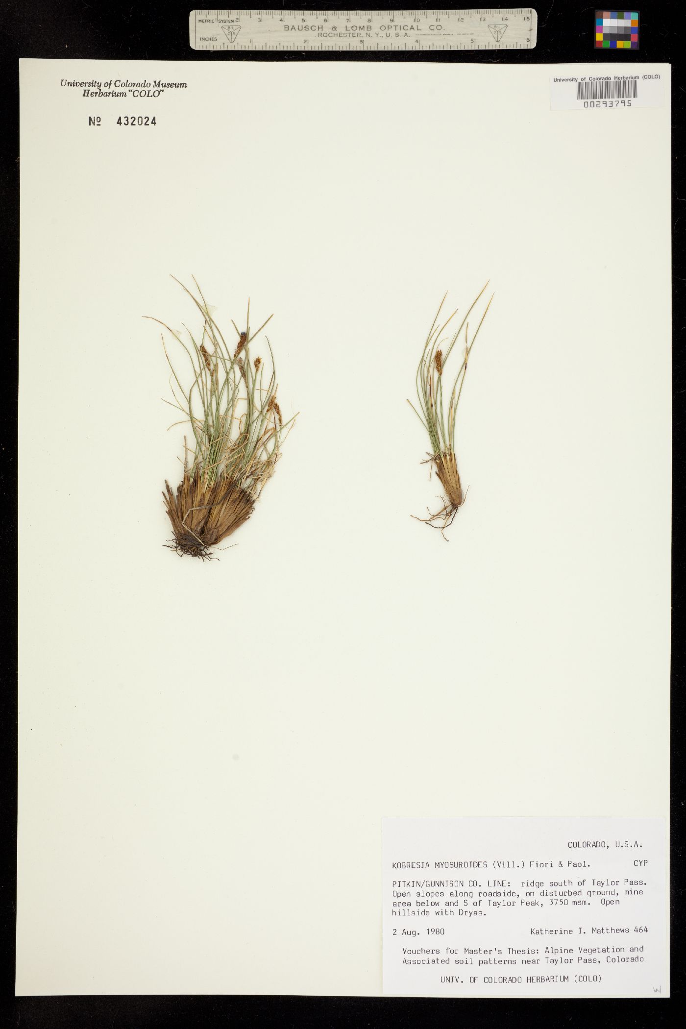 Kobresia image