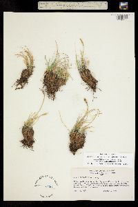 Kobresia schoenoides image