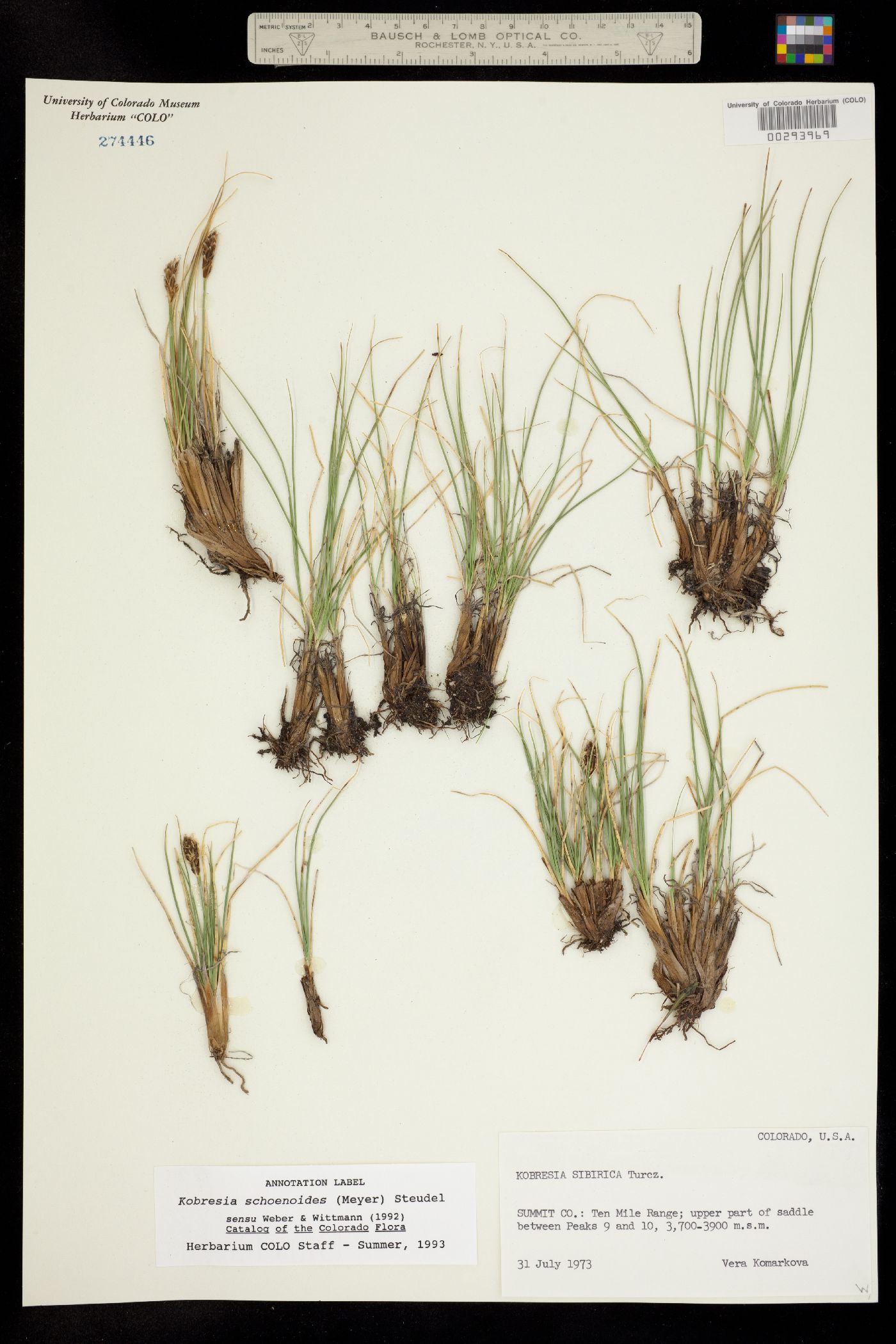 Kobresia sibirica image