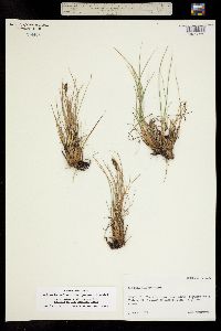 Kobresia schoenoides image