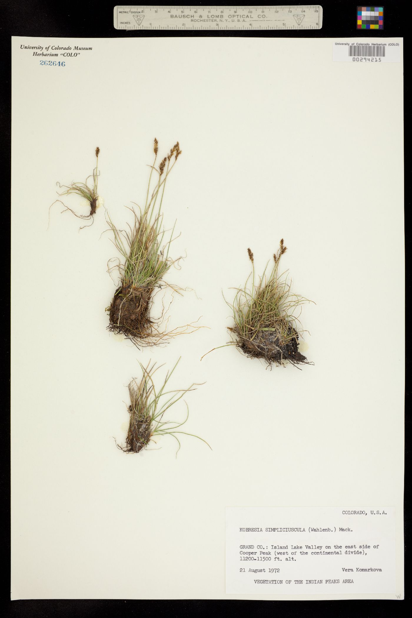 Kobresia simpliciuscula image