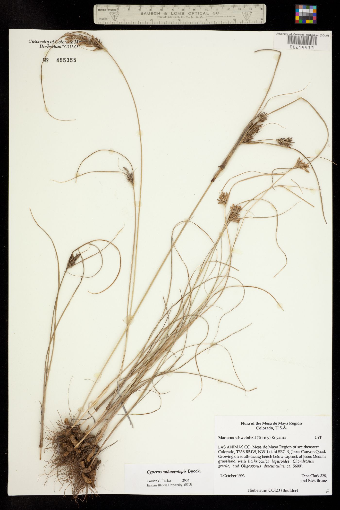 Cyperus image