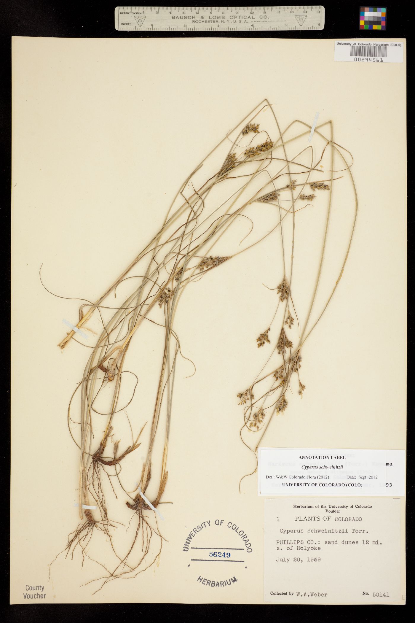 Cyperus schweinitzii image