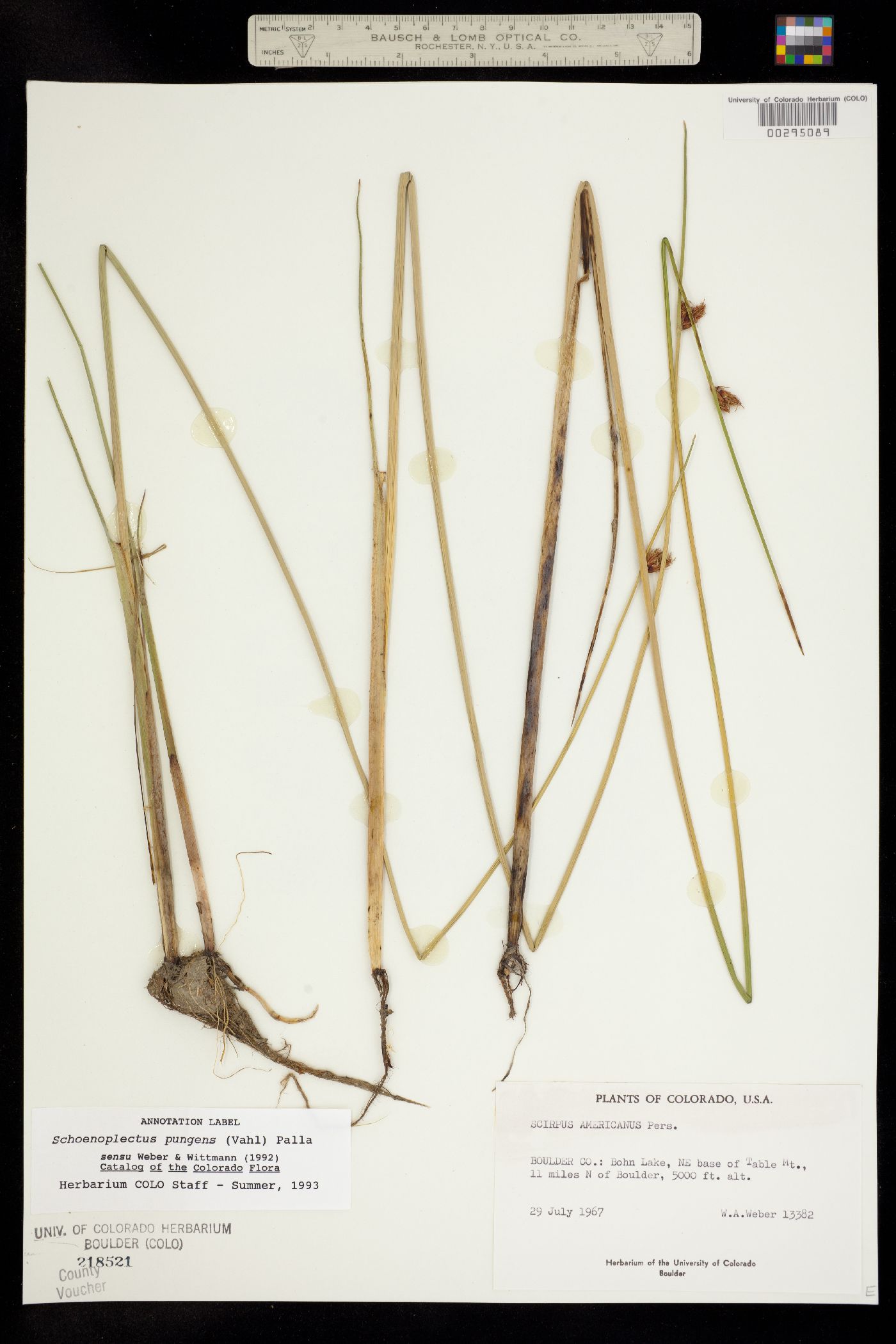 Schoenoplectus pungens image