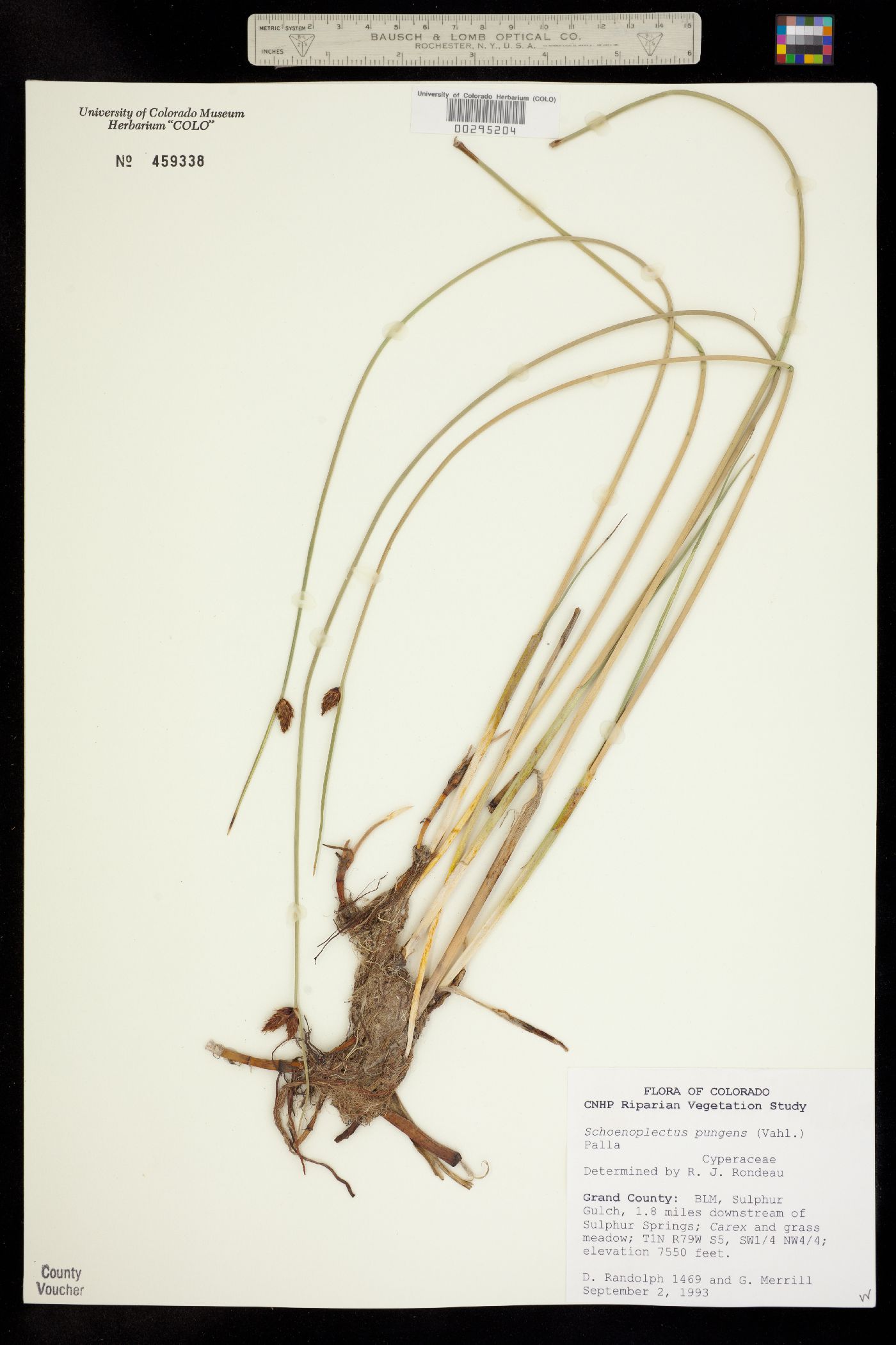 Schoenoplectus image