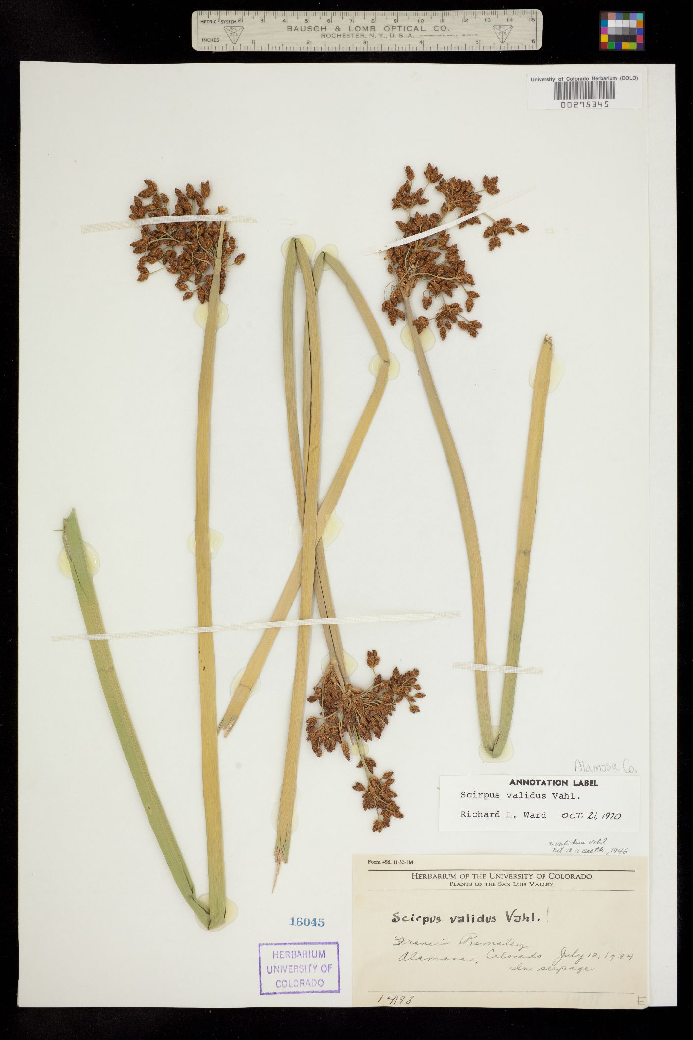 Schoenoplectus tabernaemontani image