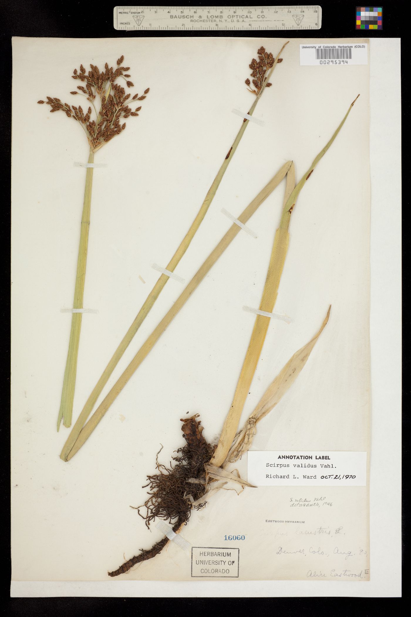 Schoenoplectus tabernaemontani image