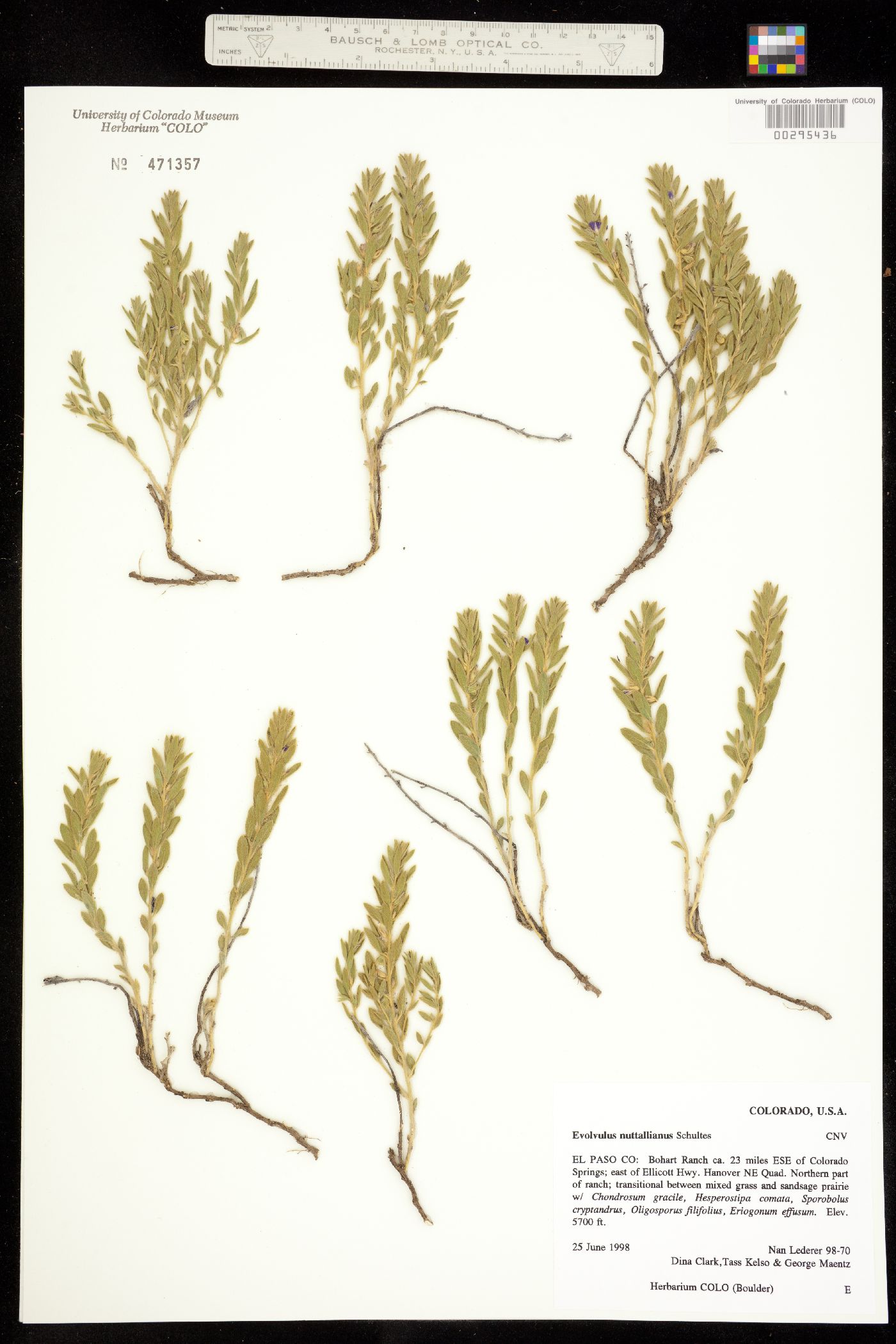 Evolvulus nuttallianus image