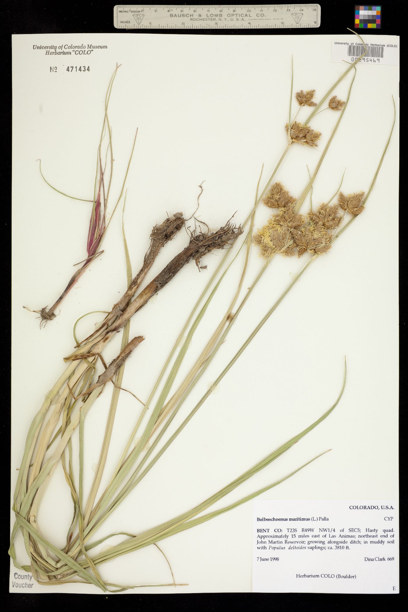 Bolboschoenus maritimus image