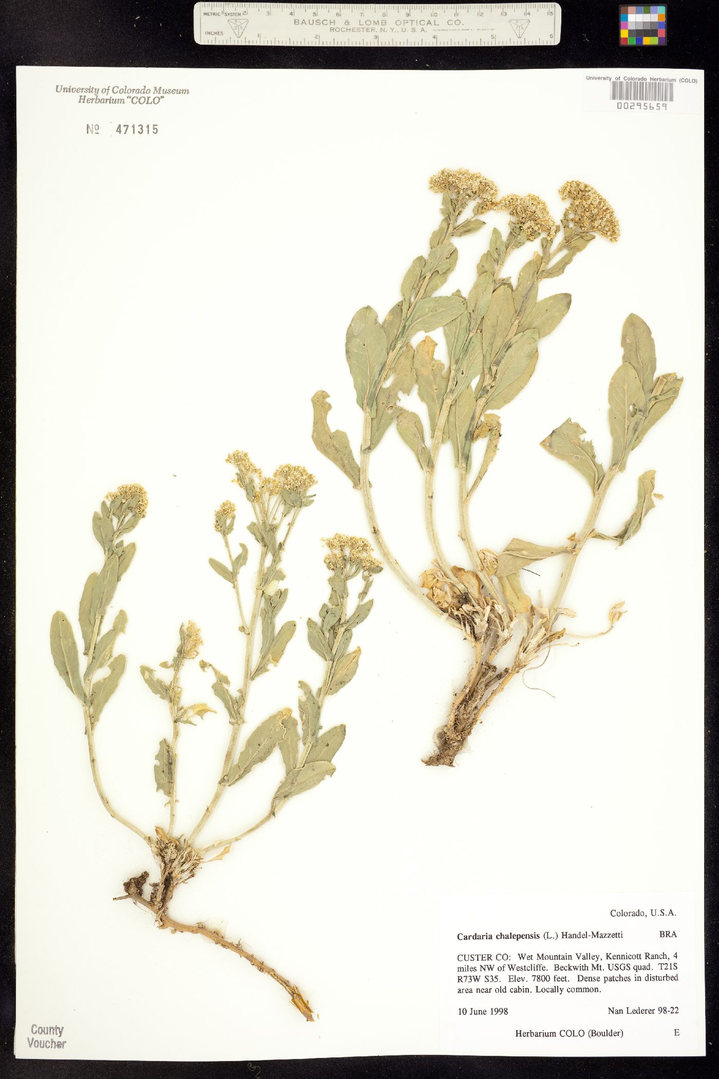 Lepidium chalepense image