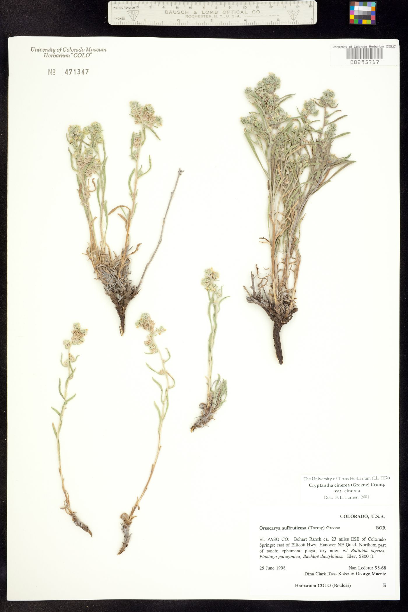 Cryptantha cinerea var. jamesii image