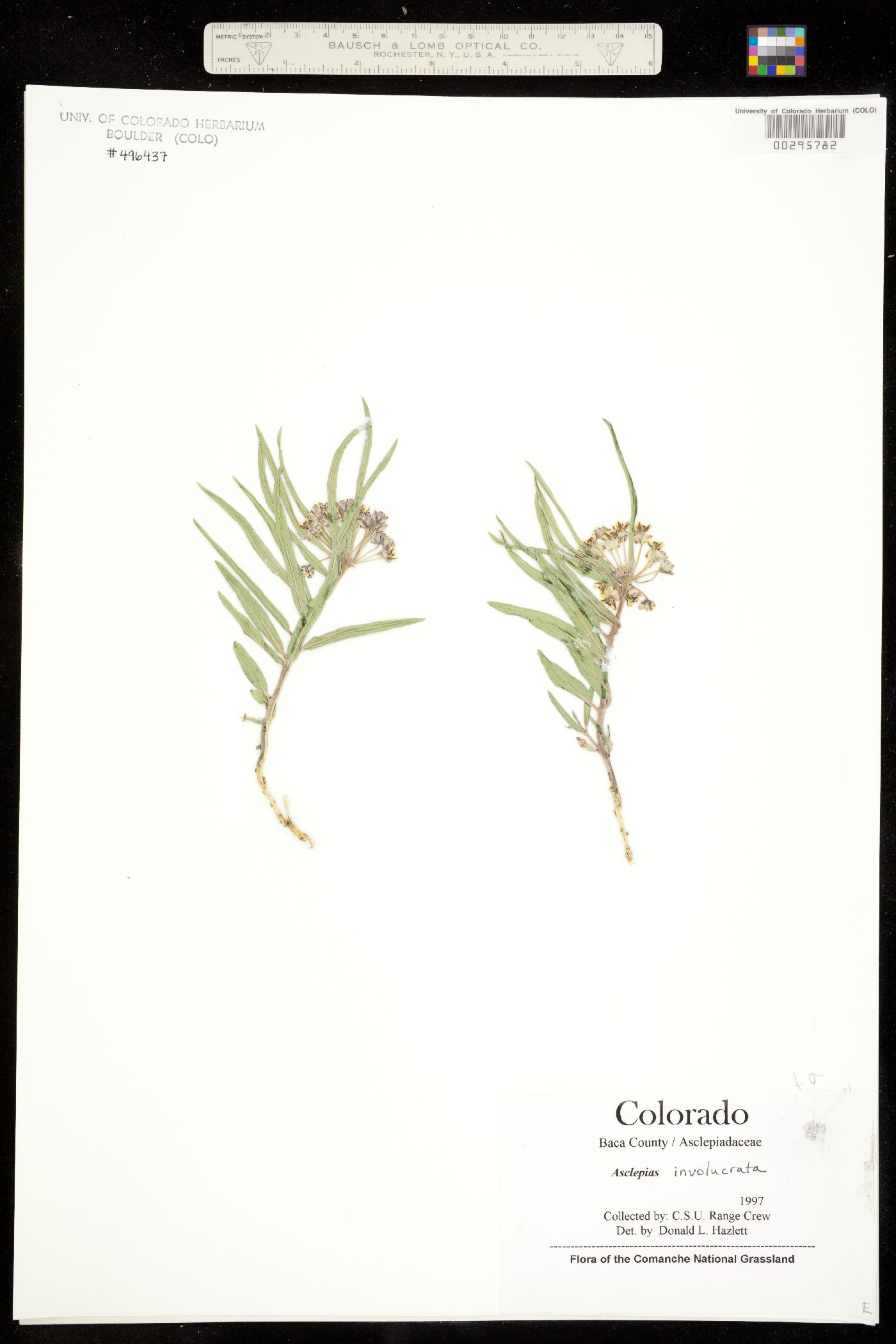 Asclepias involucrata image