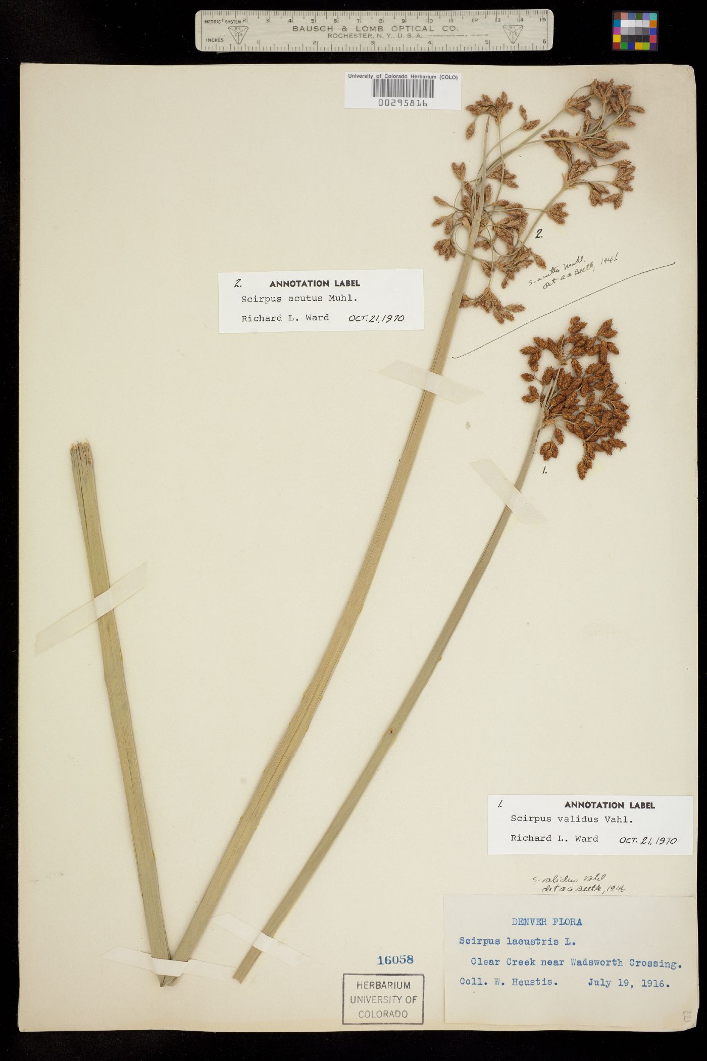 Schoenoplectus tabernaemontani image