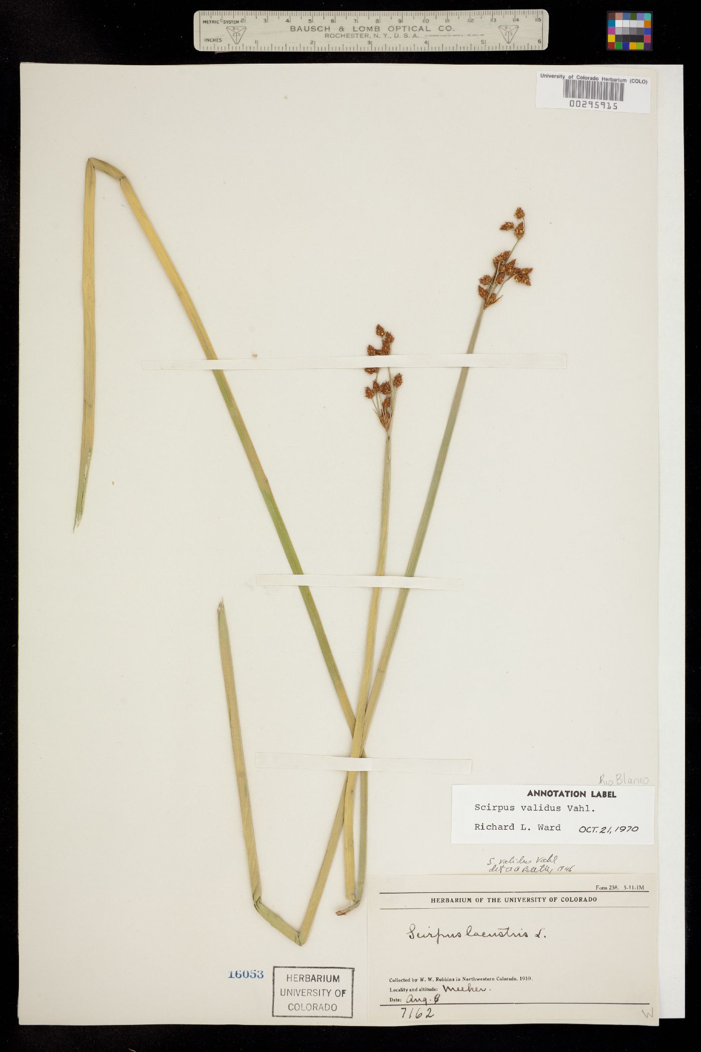 Schoenoplectus tabernaemontani image