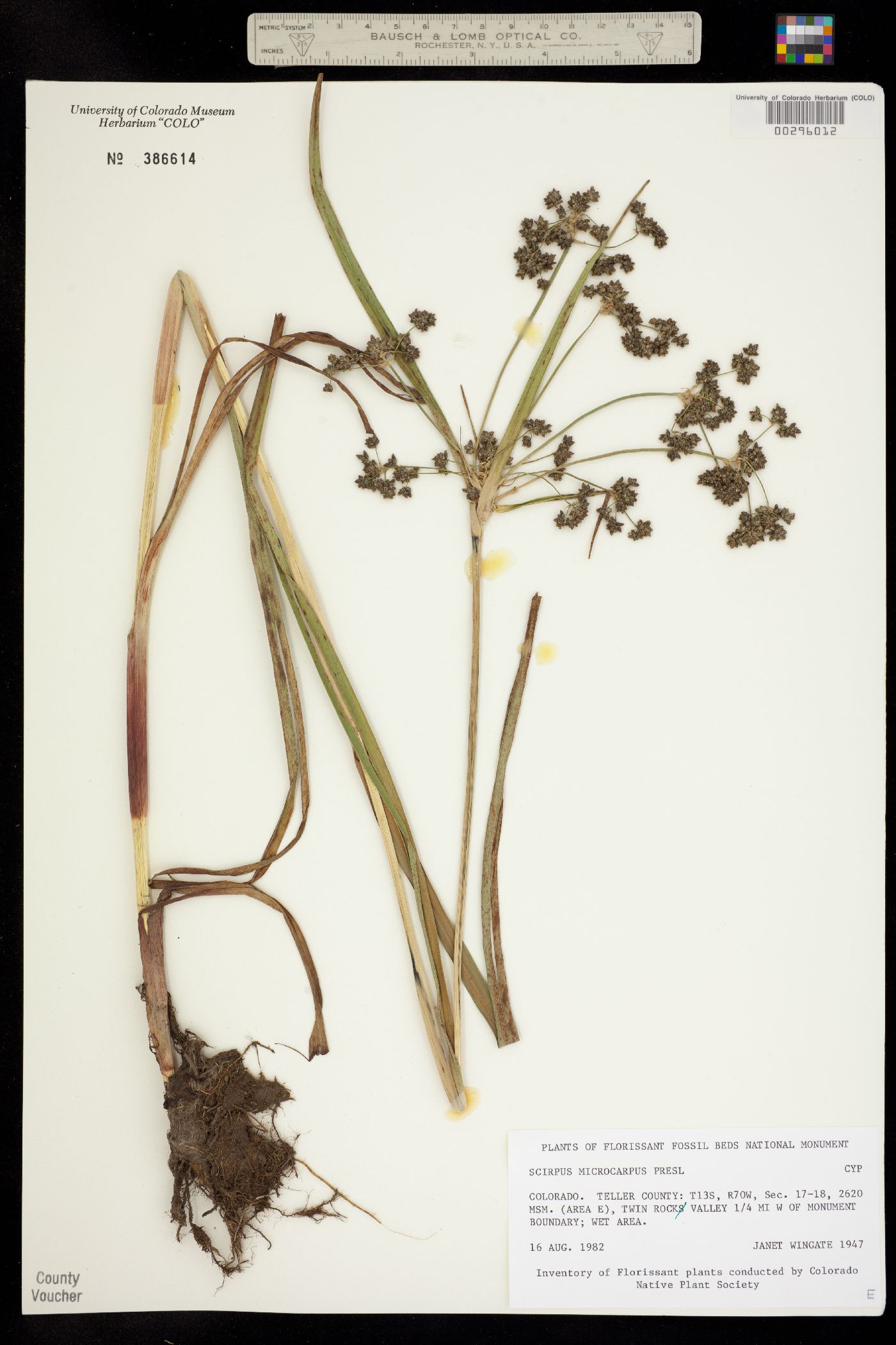 Scirpus microcarpus image