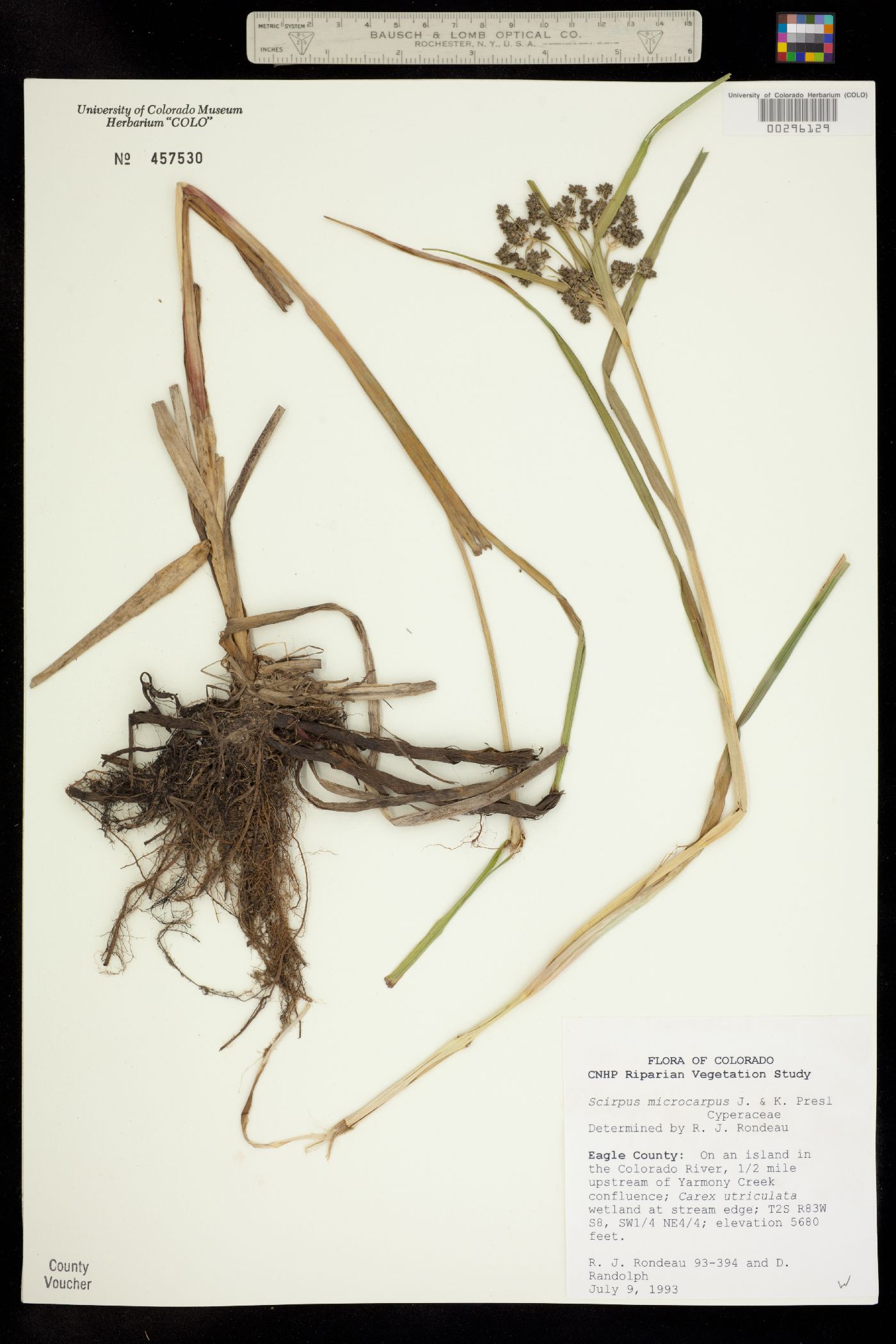 Scirpus microcarpus image