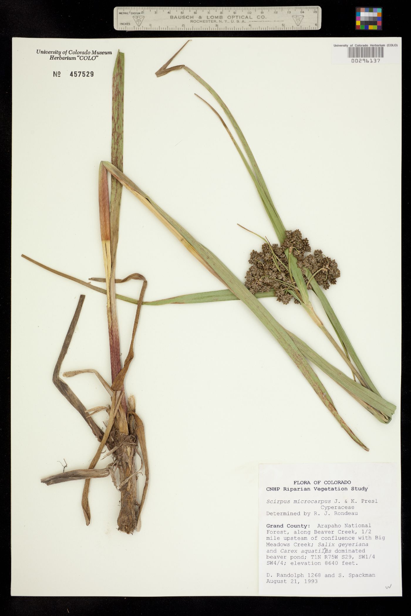 Scirpus image
