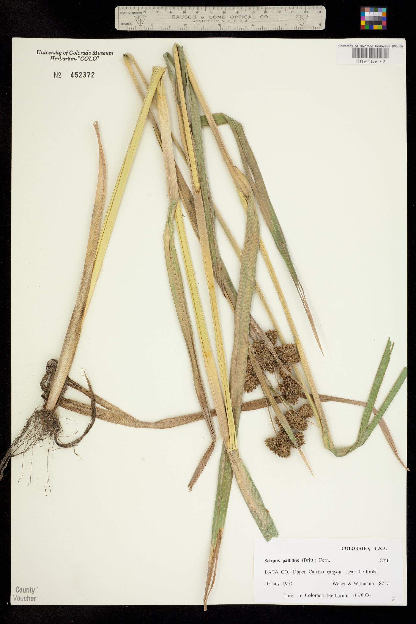 Scirpus pallidus image