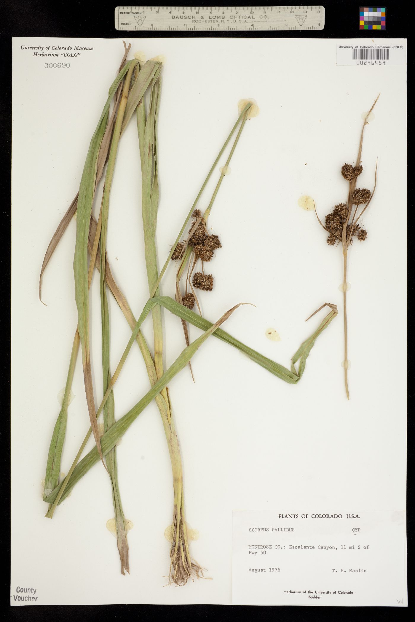 Scirpus pallidus image