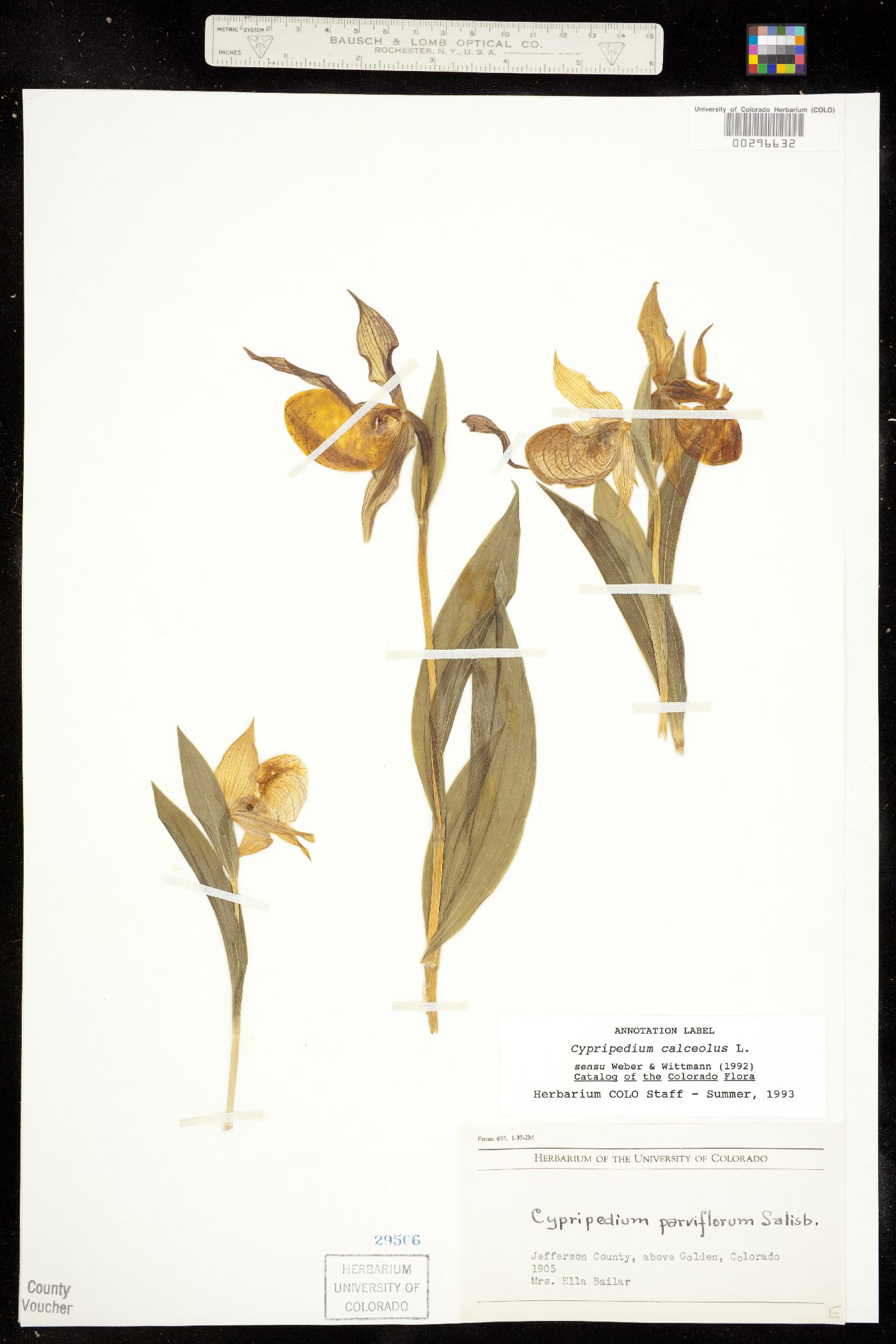 Cypripedium image