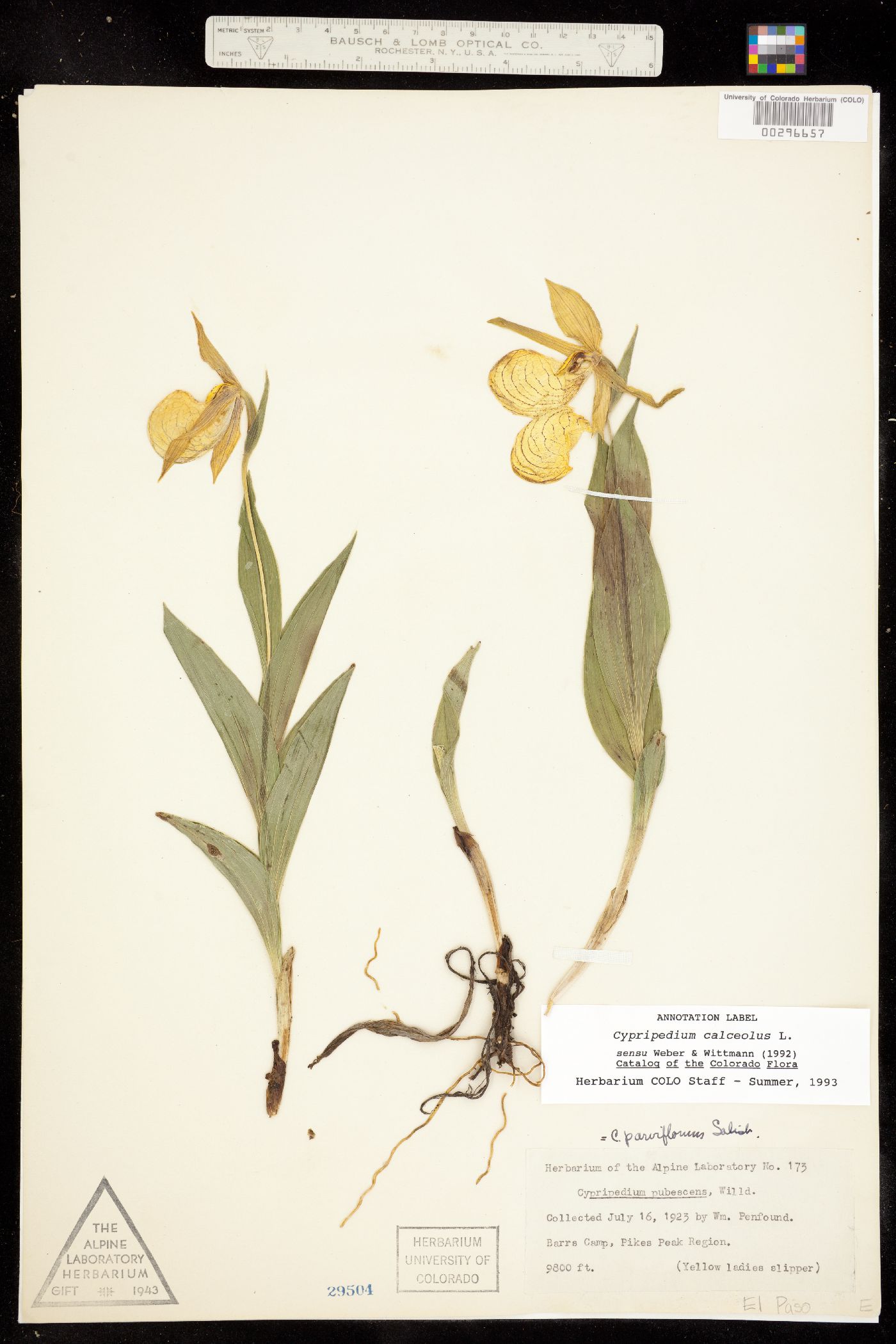 Cypripedium parviflorum image