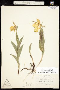 Cypripedium parviflorum var. parviflorum image