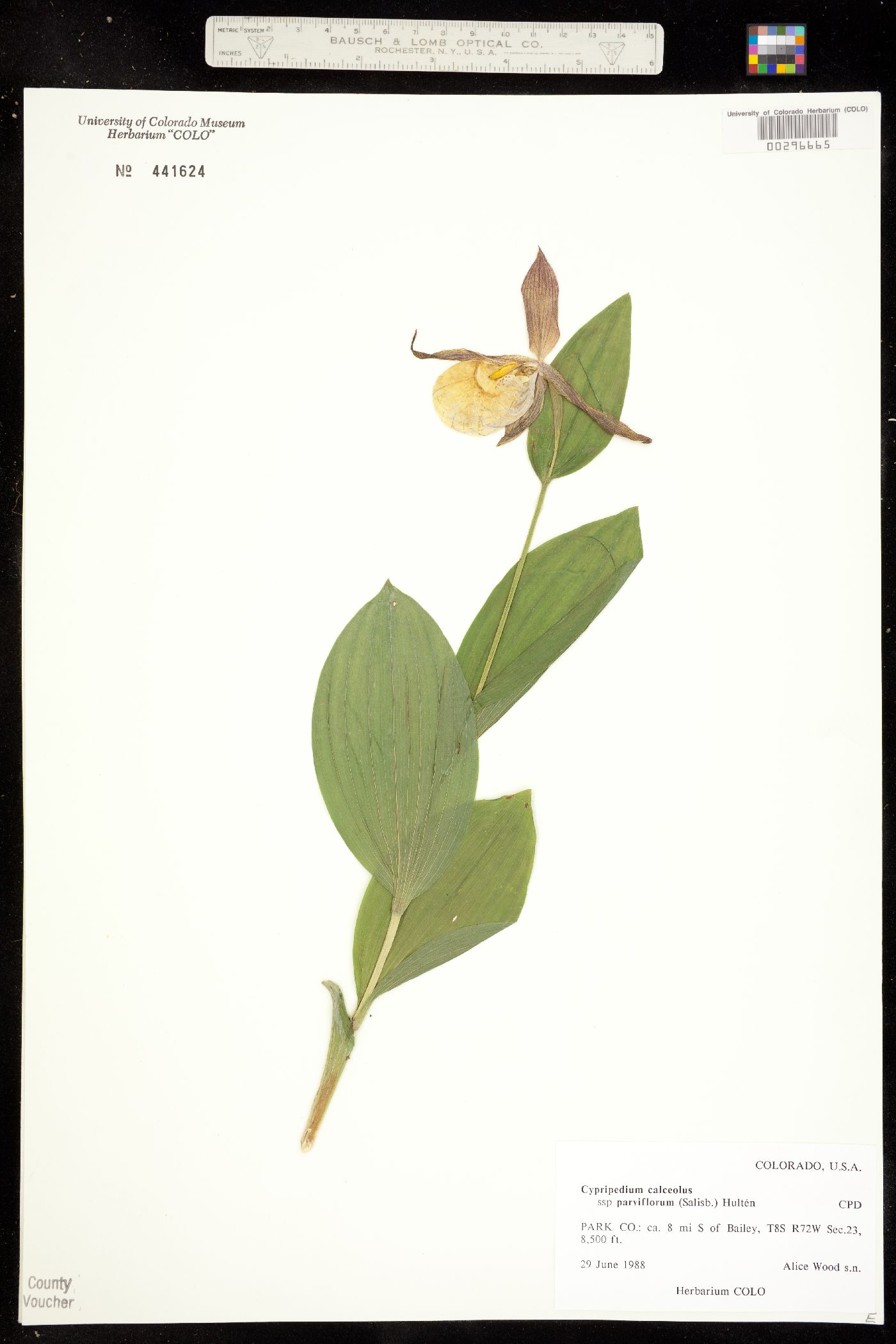 Cypripediaceae image