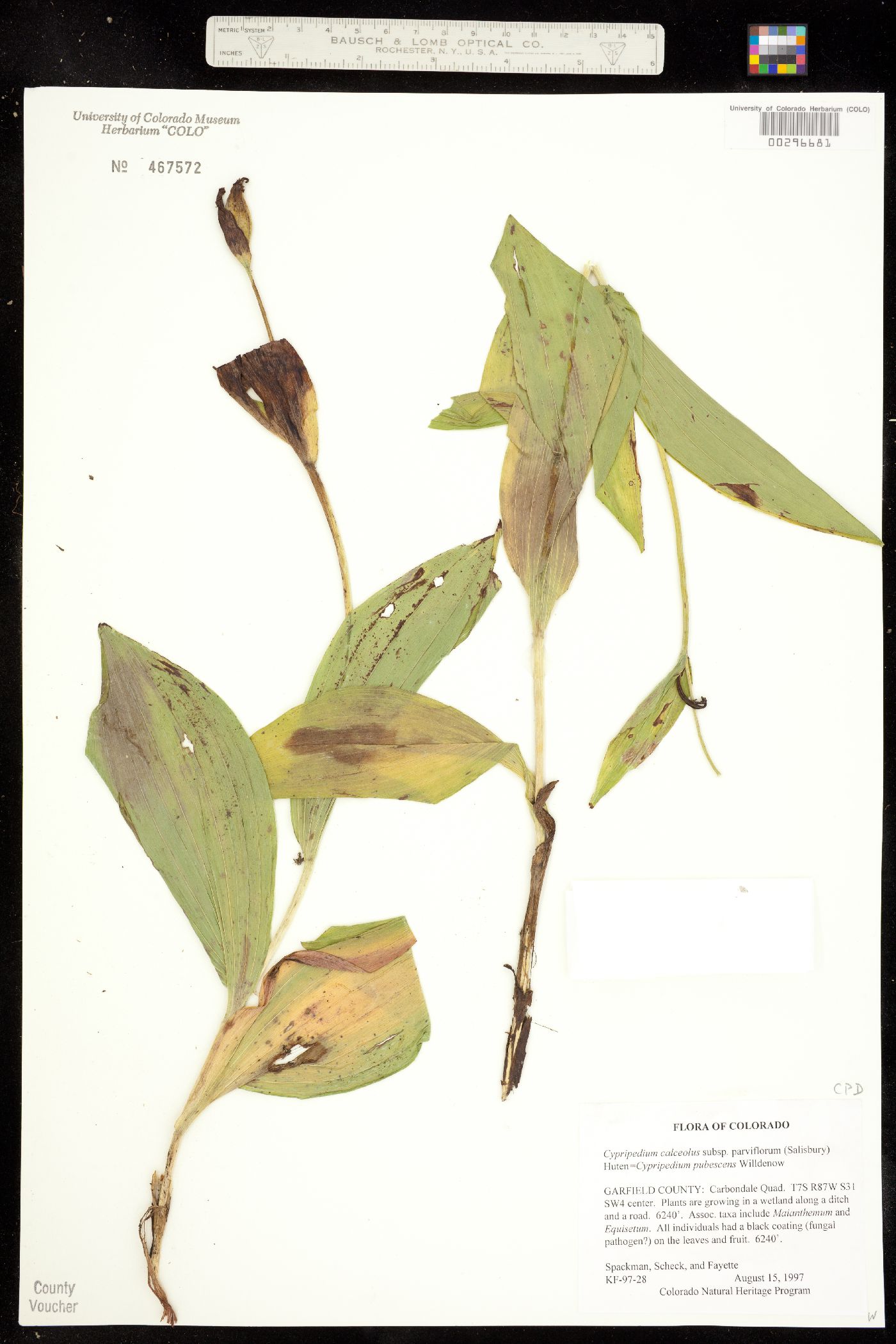 Cypripedium image