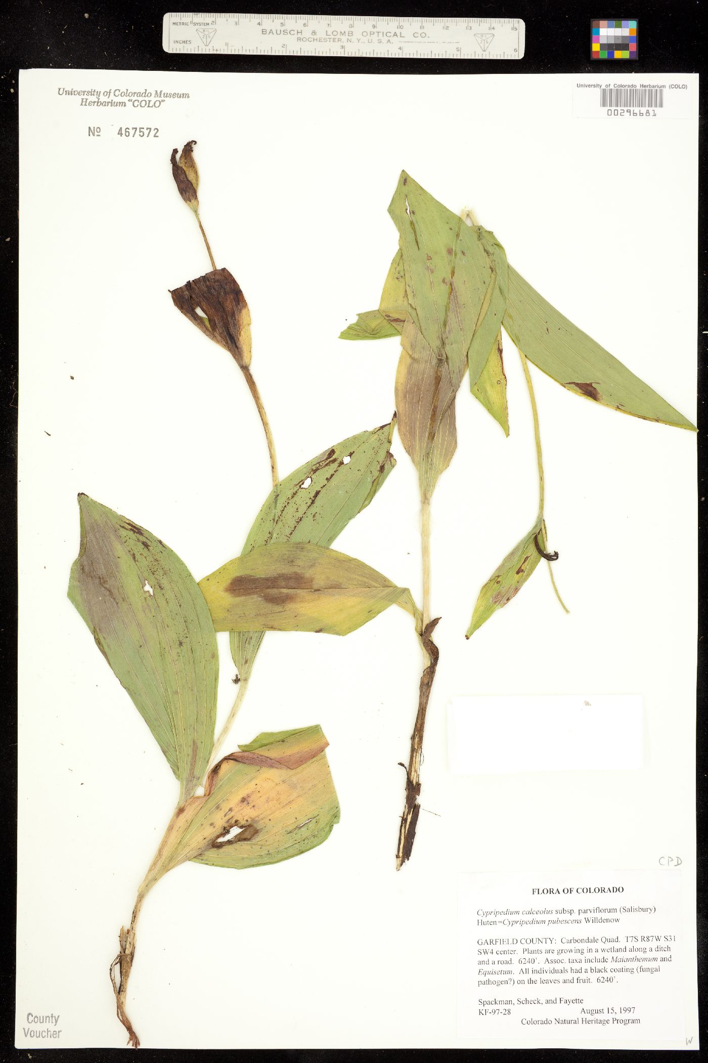 Cypripedium parviflorum image