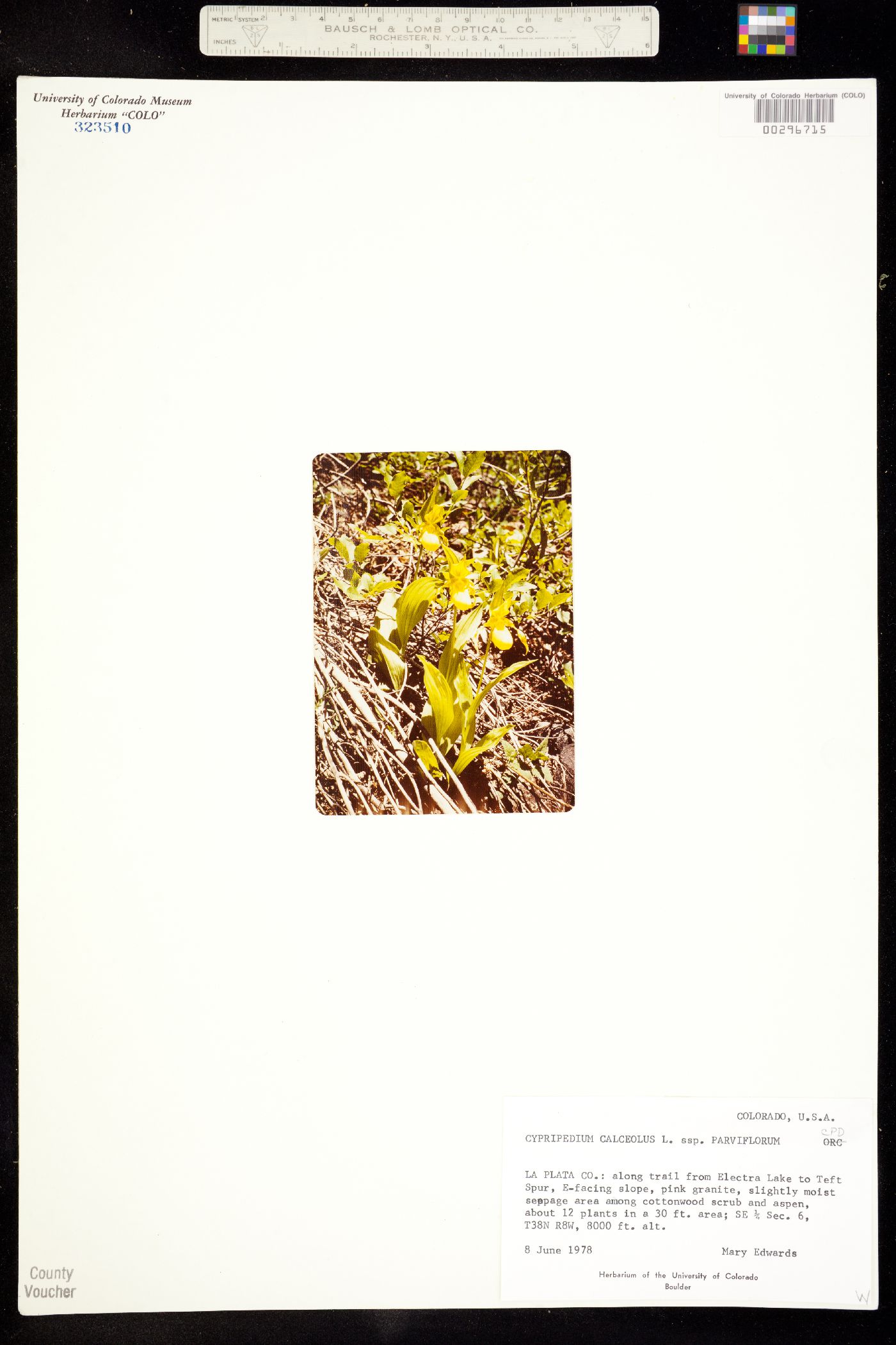 Cypripedium parviflorum image