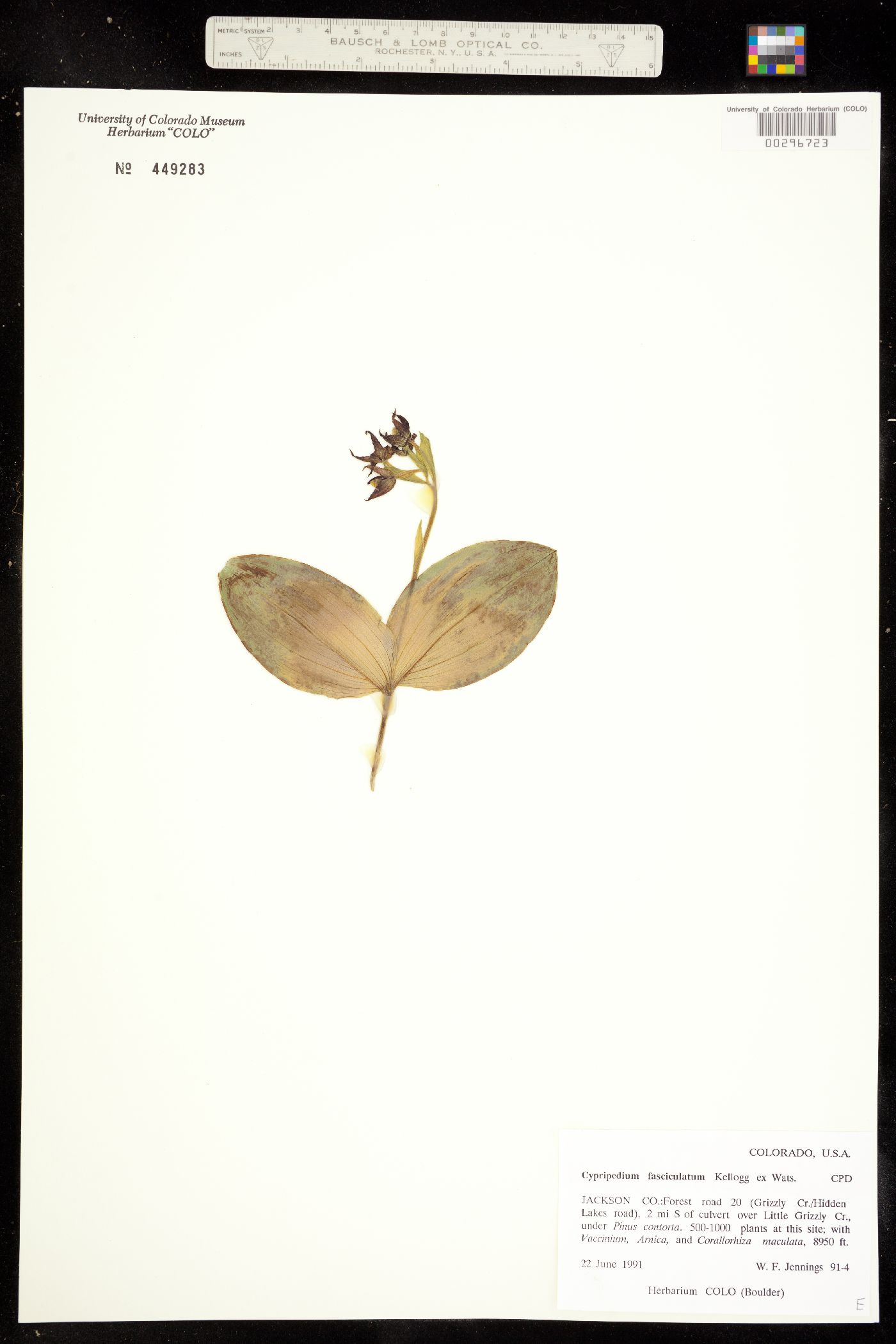 Cypripedium fasciculatum image