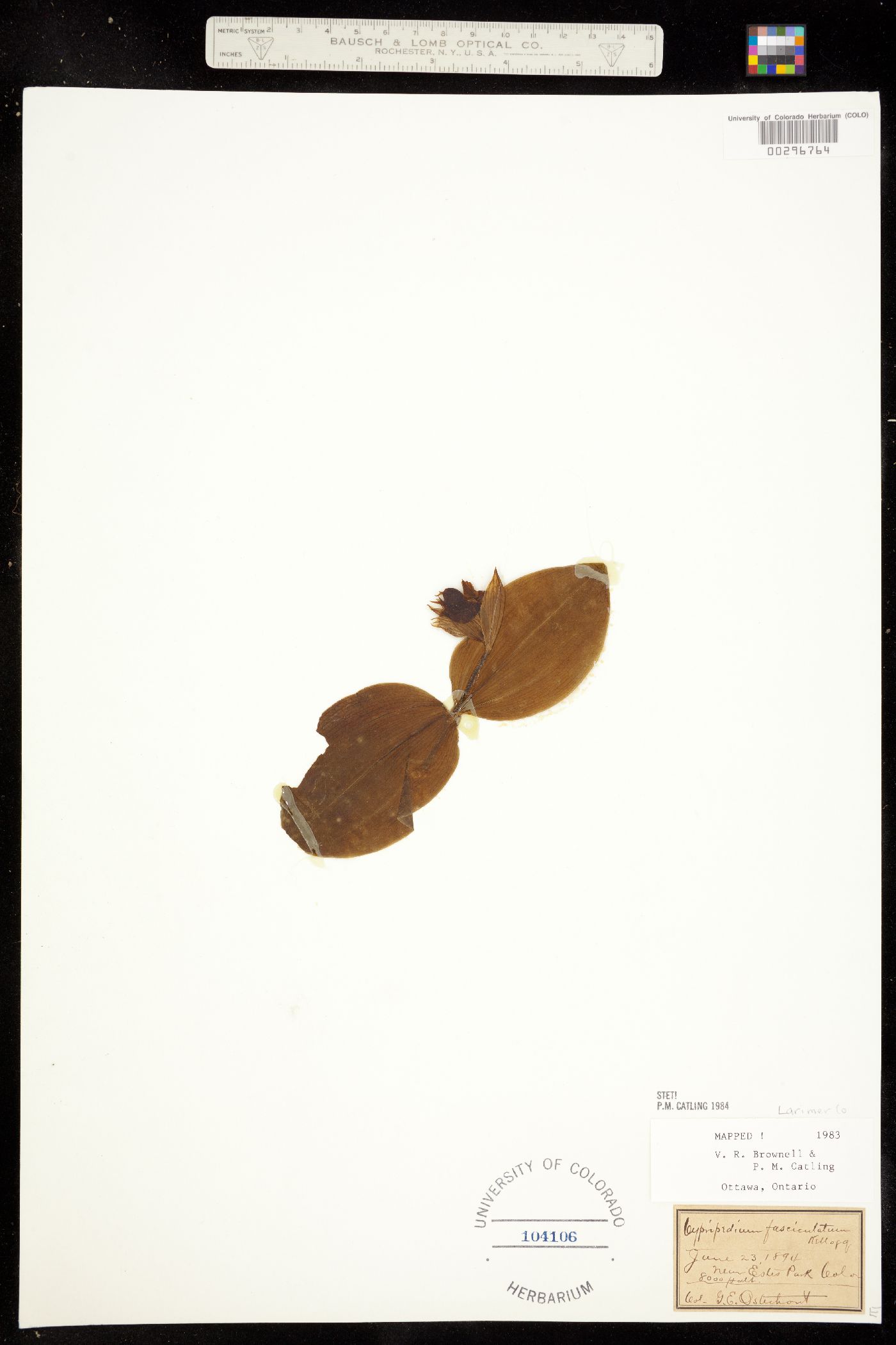 Cypripedium image