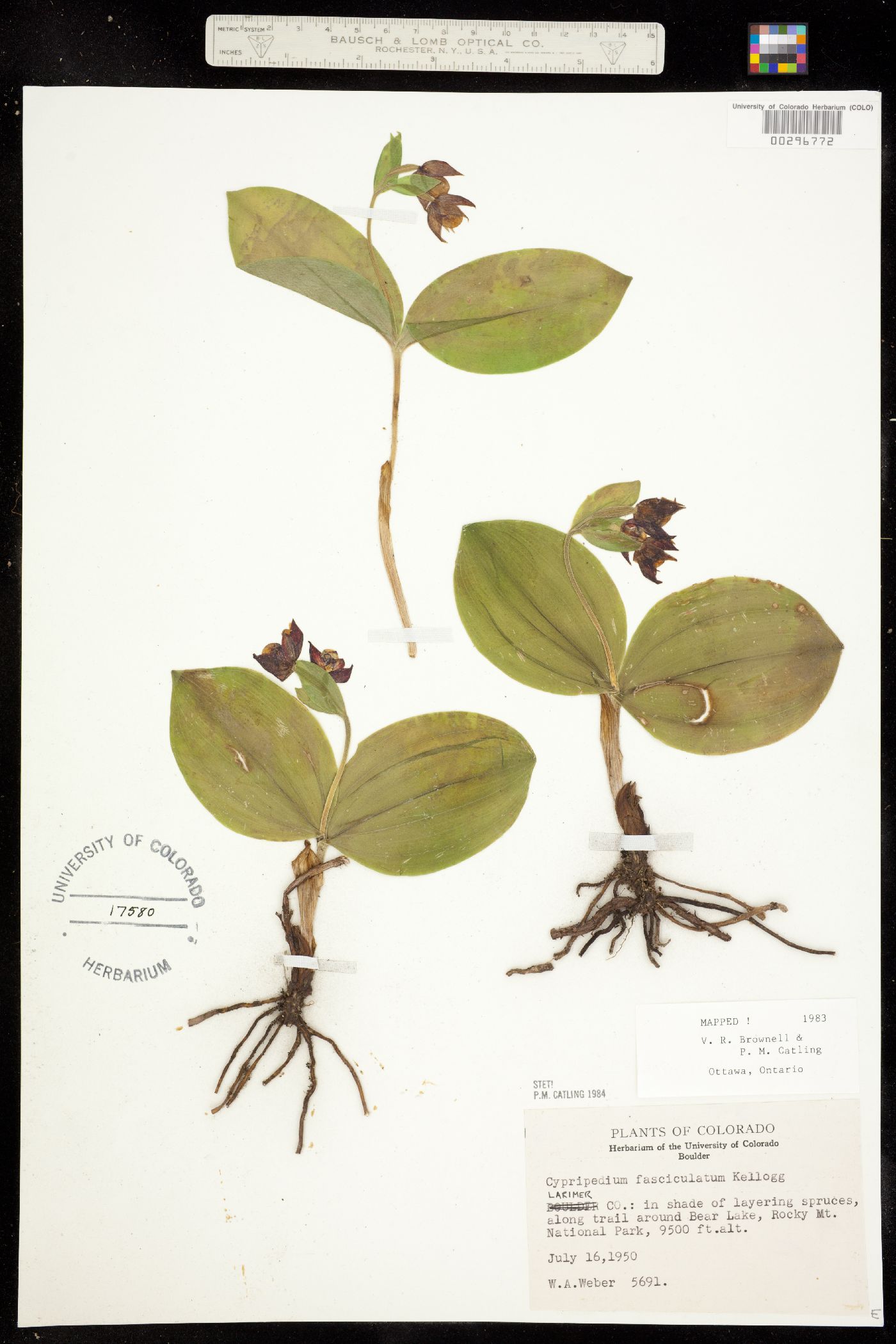 Cypripedium fasciculatum image