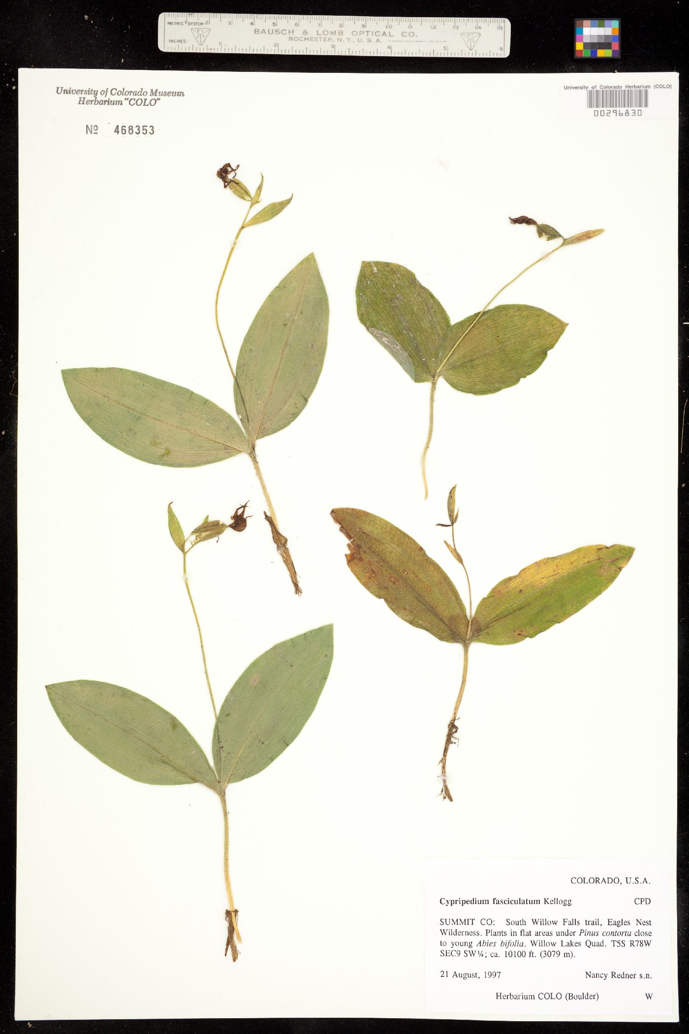 Cypripedium image