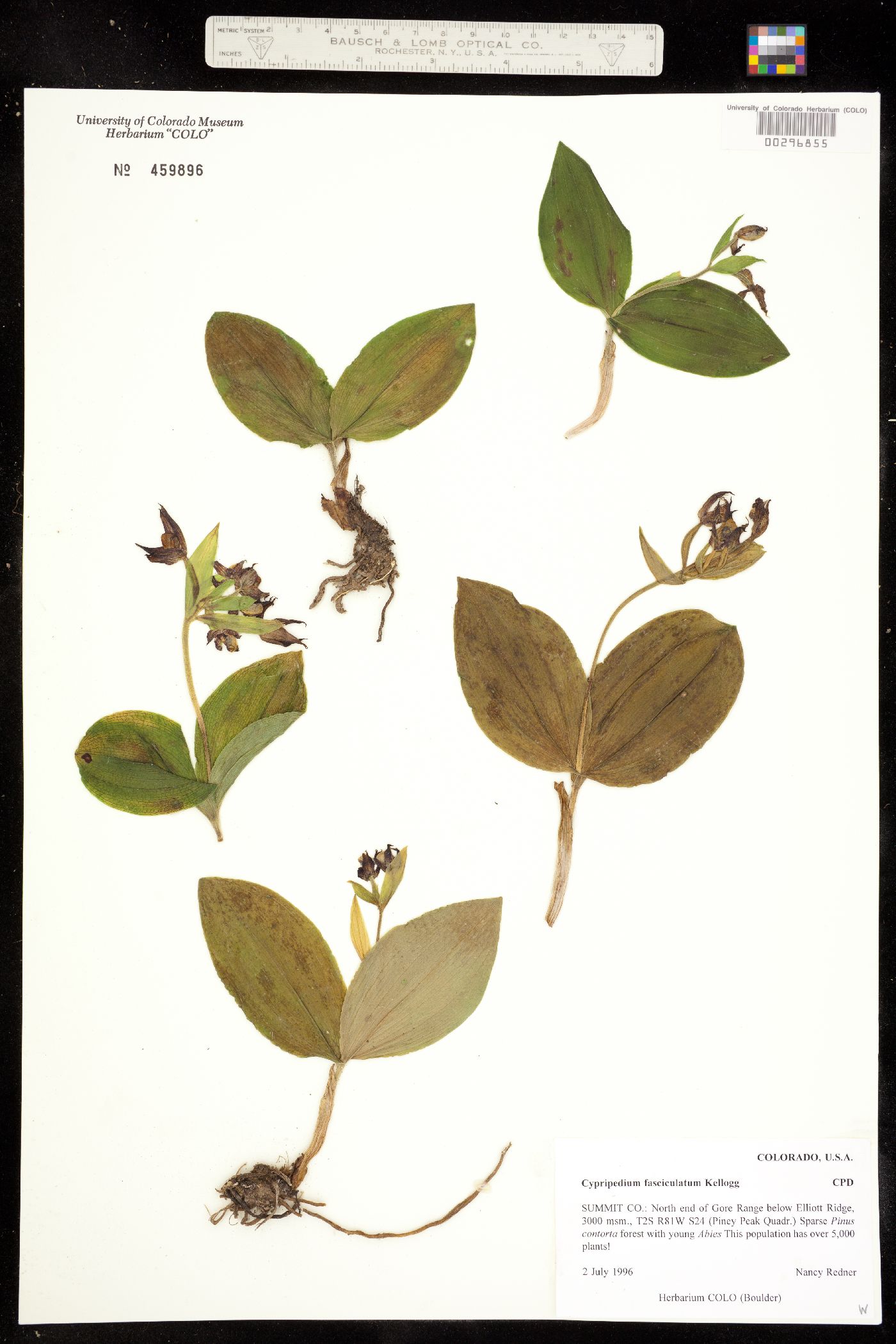 Cypripedium fasciculatum image