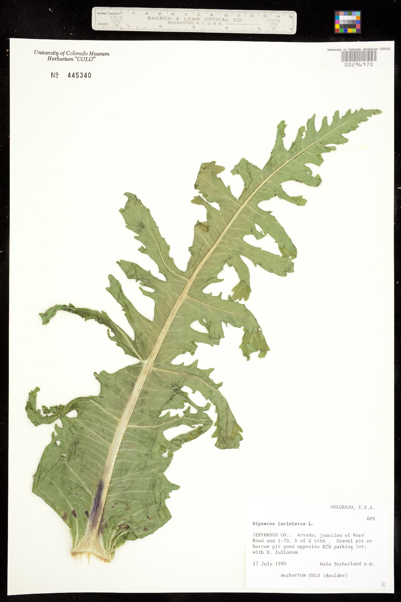 Dipsacus laciniatus image