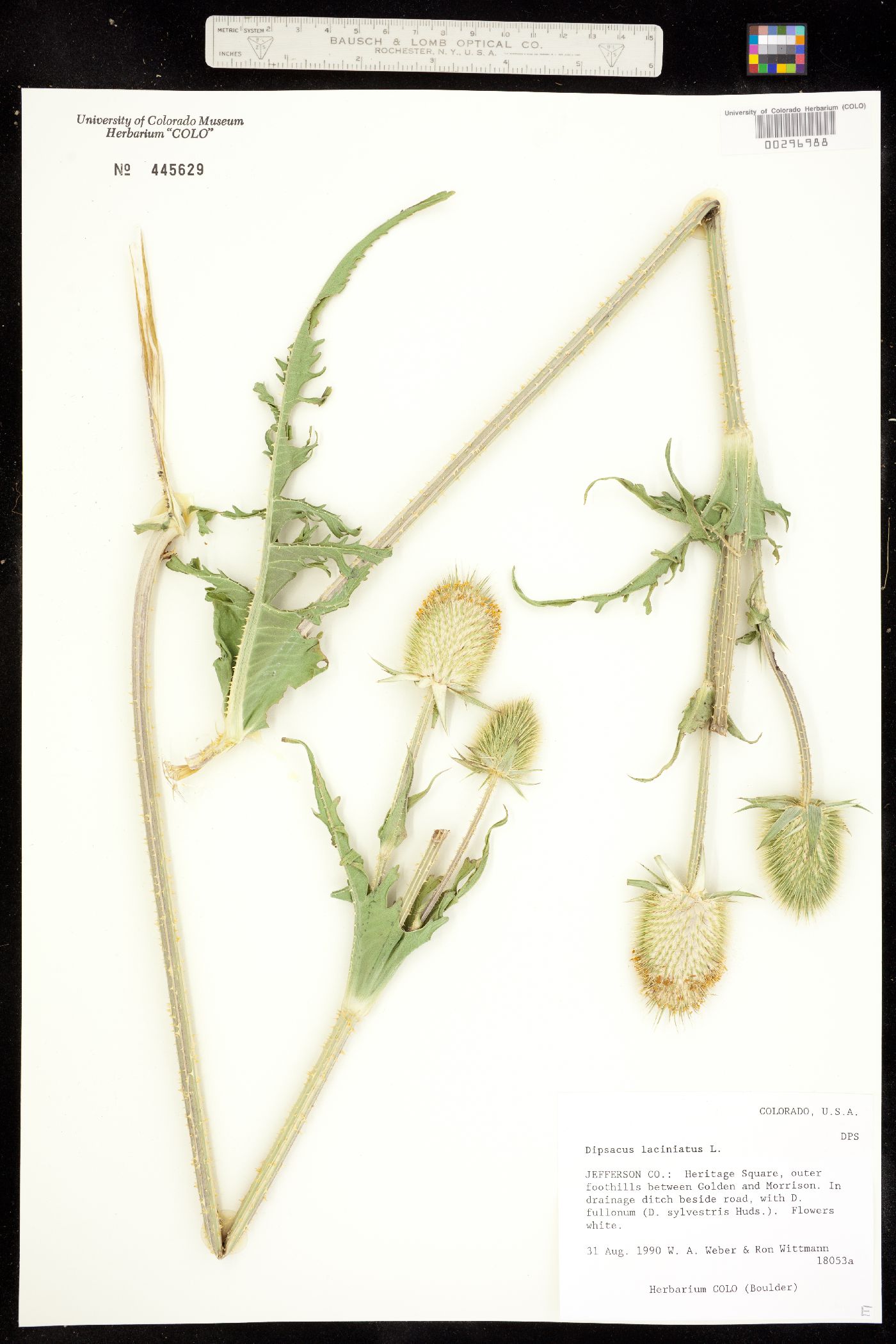 Dipsacus laciniatus image