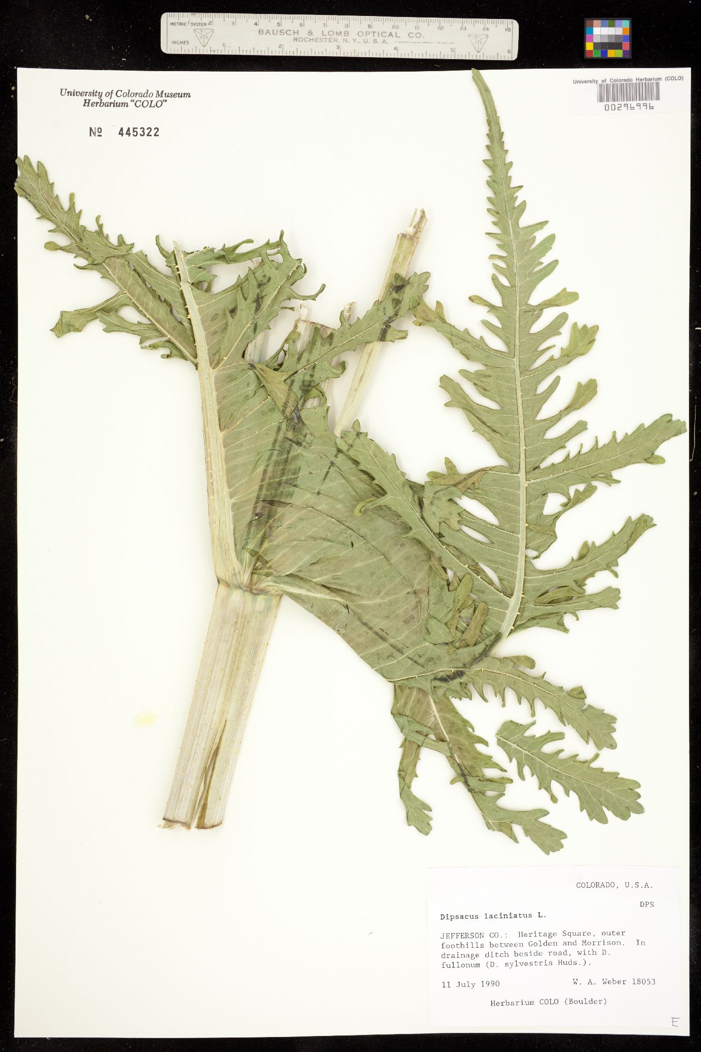 Dipsacus laciniatus image