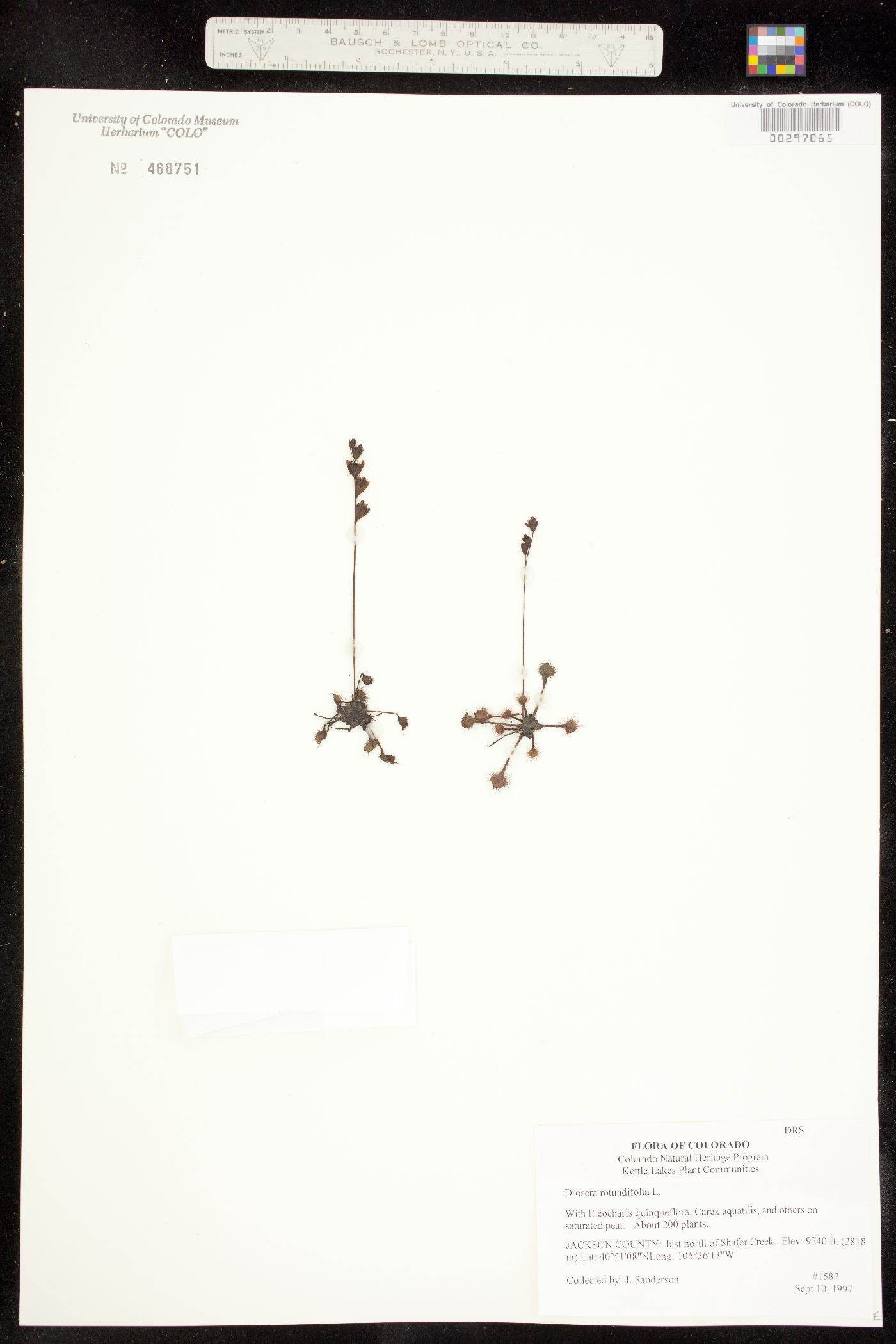 Droseraceae image