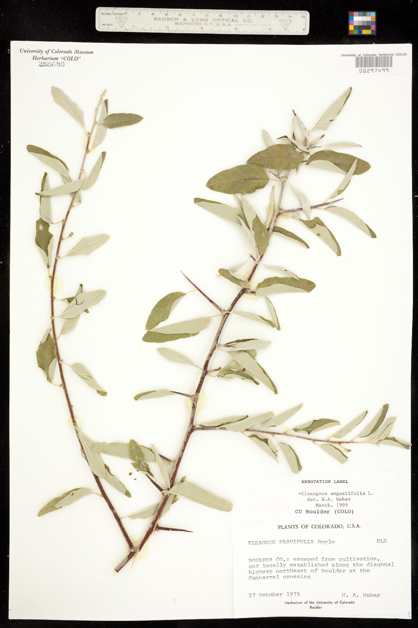 Elaeagnus angustifolia image