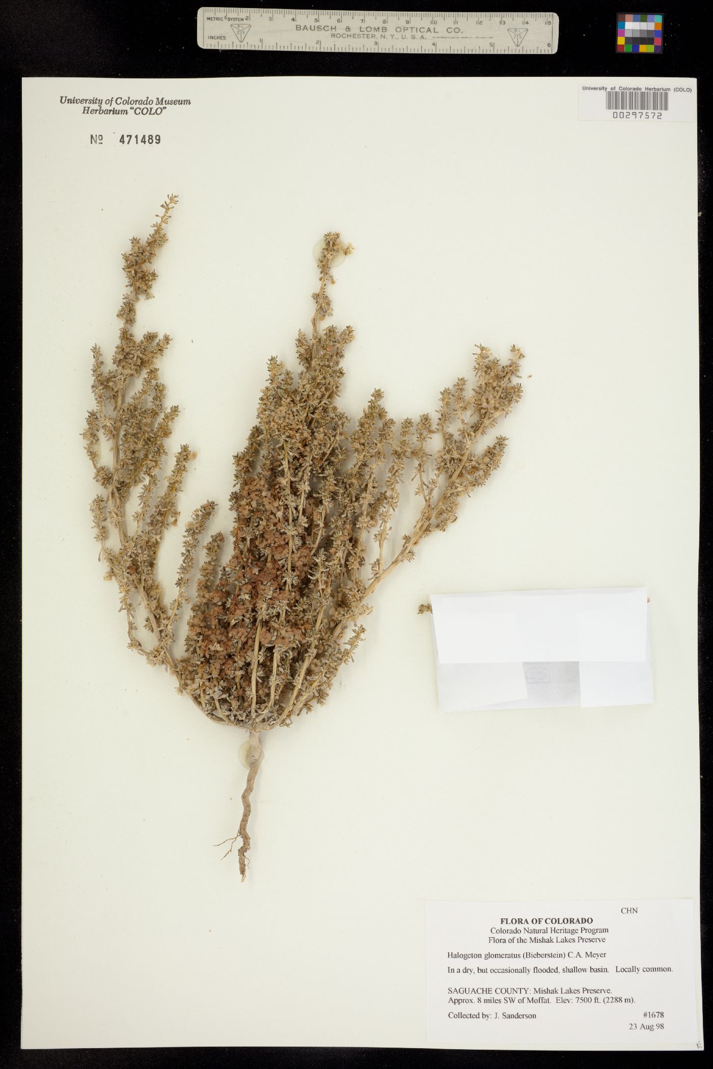 Halogeton glomeratus image