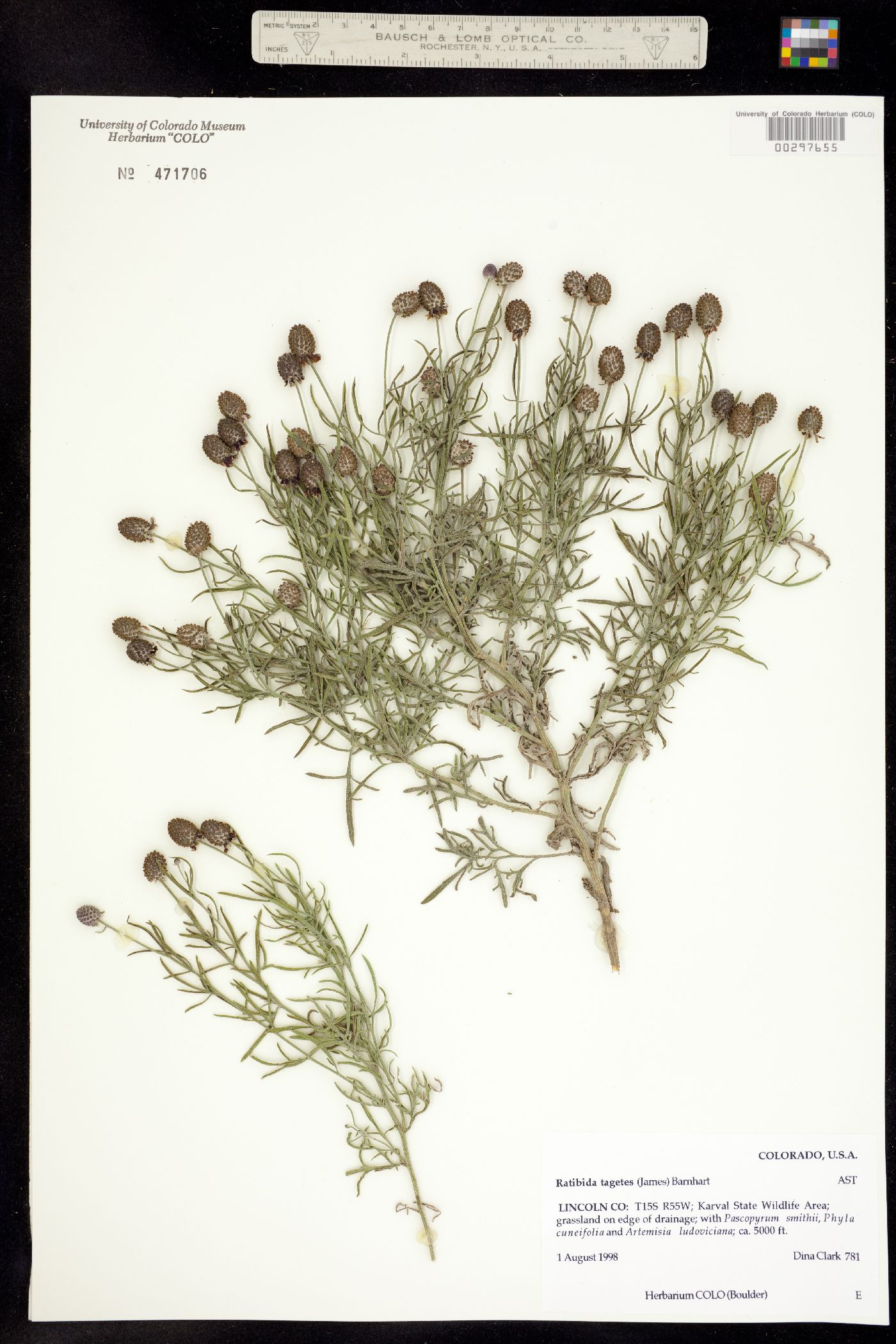 Ratibida tagetes image