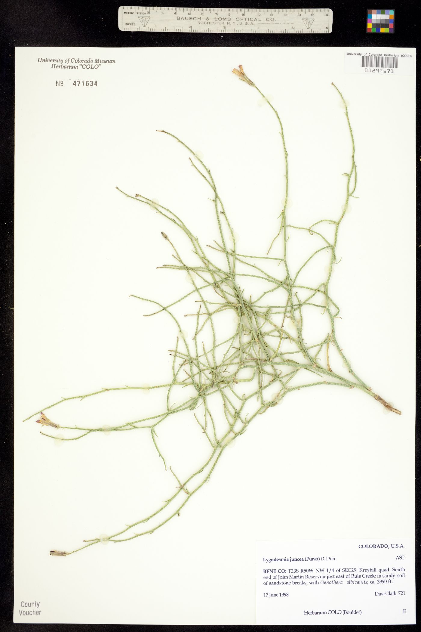 Lygodesmia juncea image