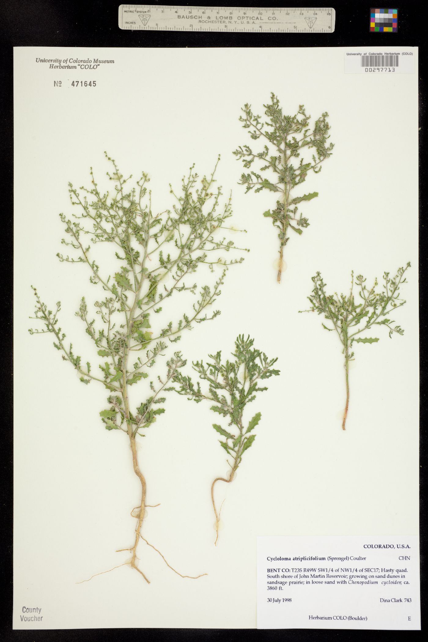 Cycloloma atriplicifolium image