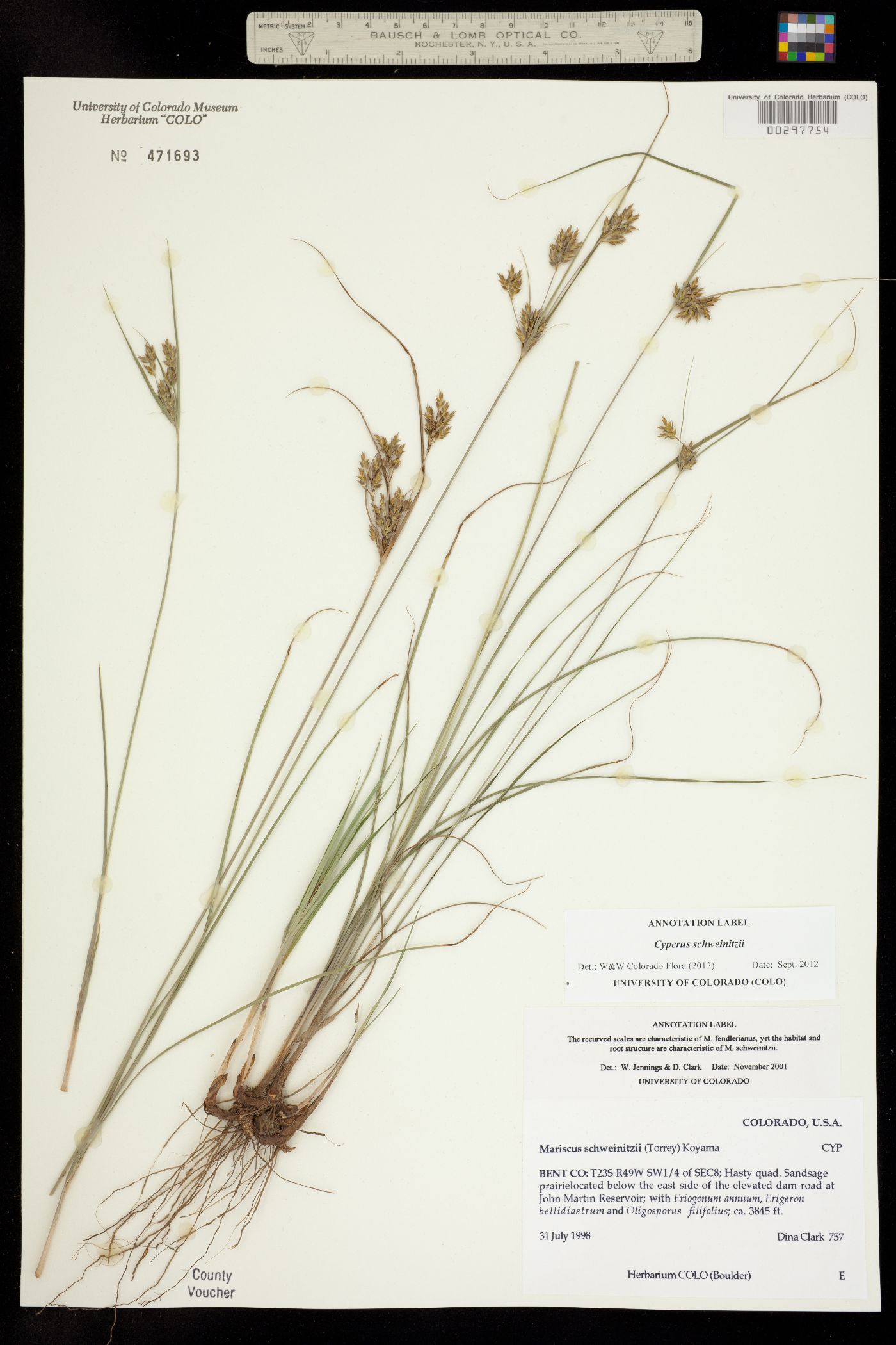 Cyperus image
