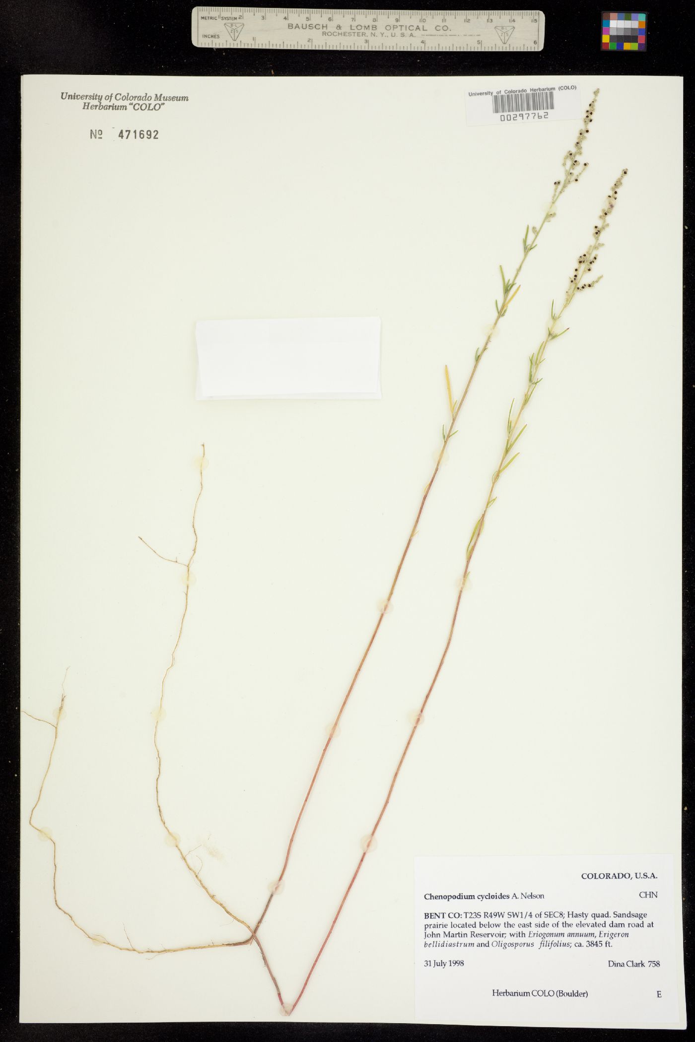 Chenopodium cycloides image