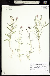 Palafoxia rosea image