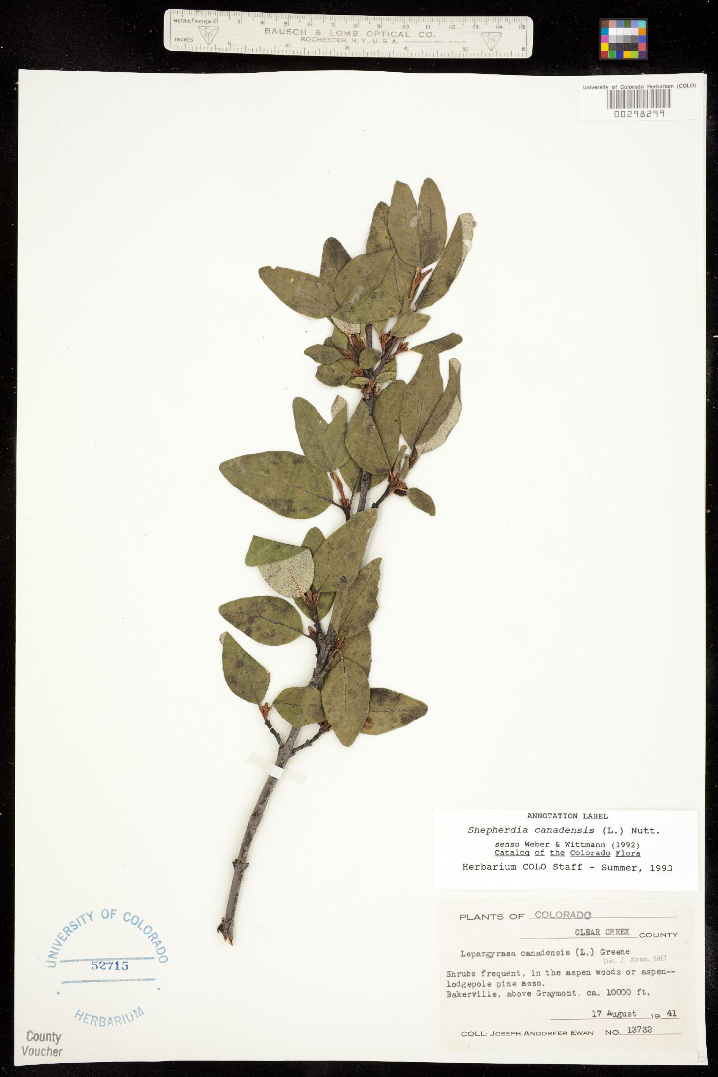 Shepherdia canadensis image