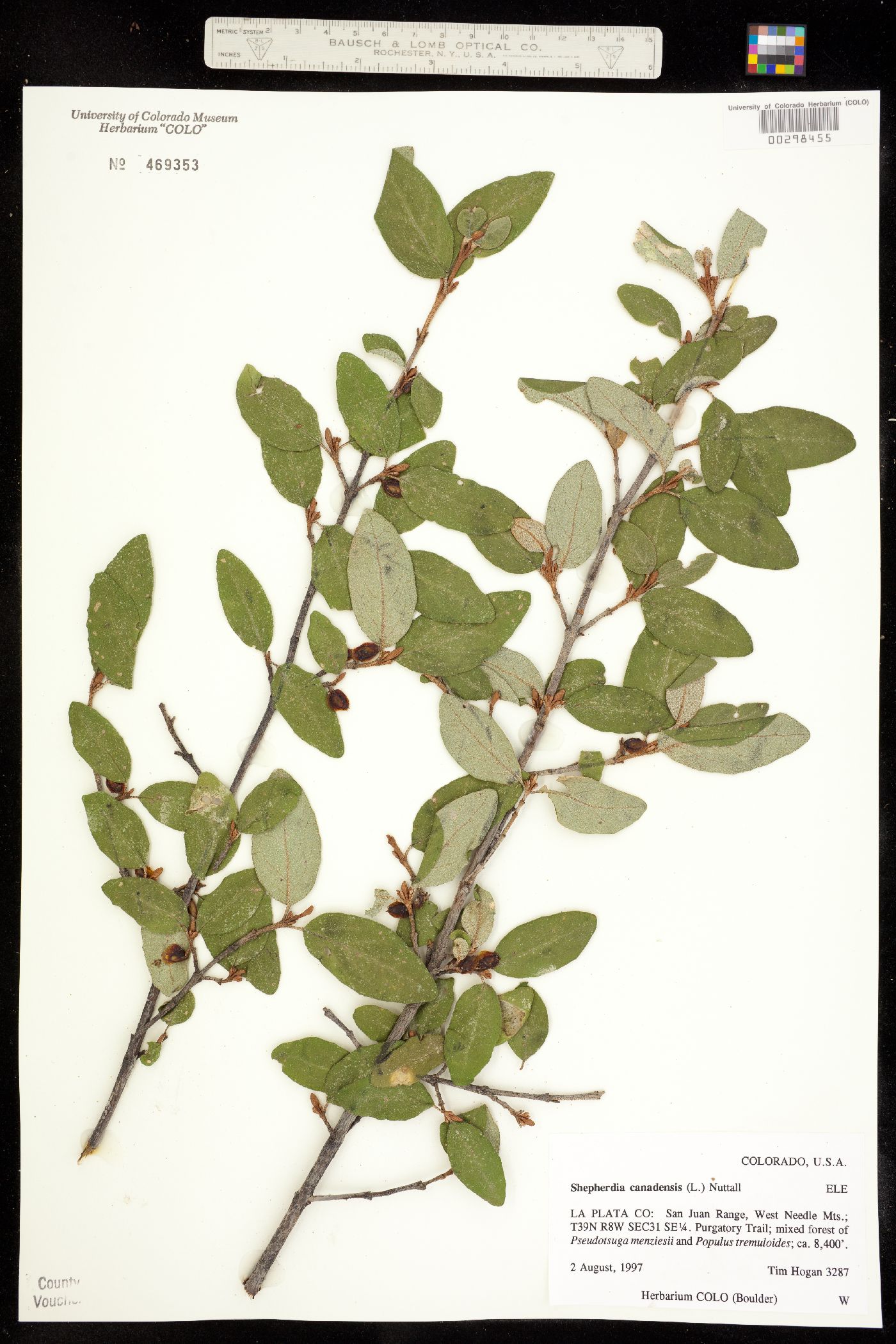 Shepherdia canadensis image