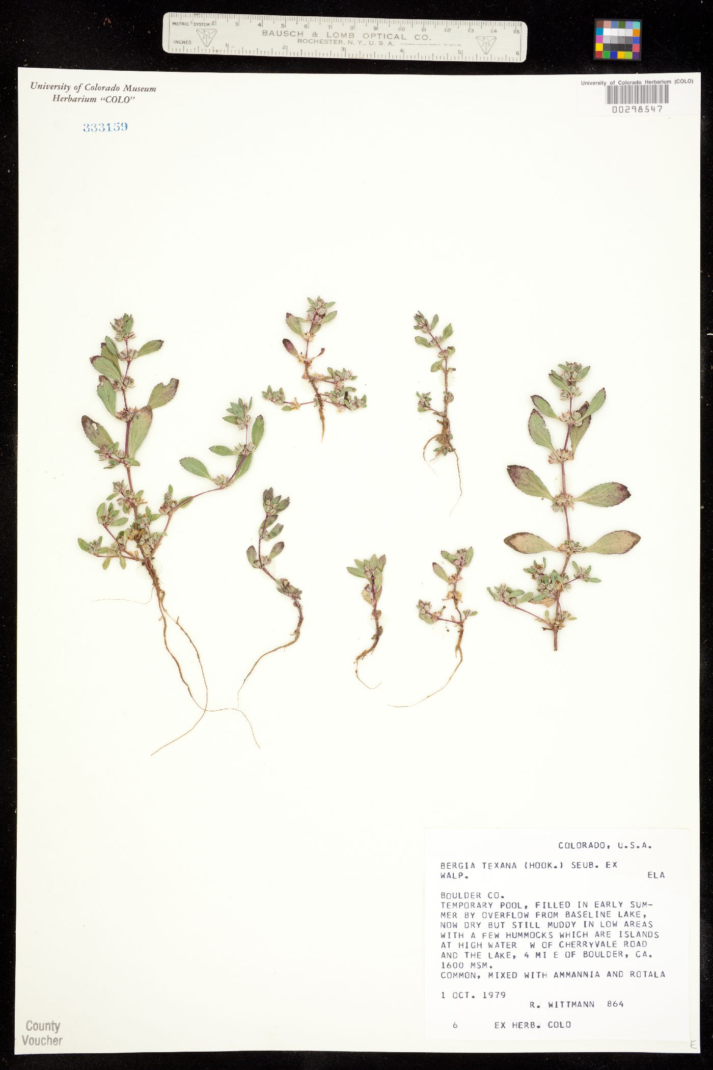 Bergia texana image